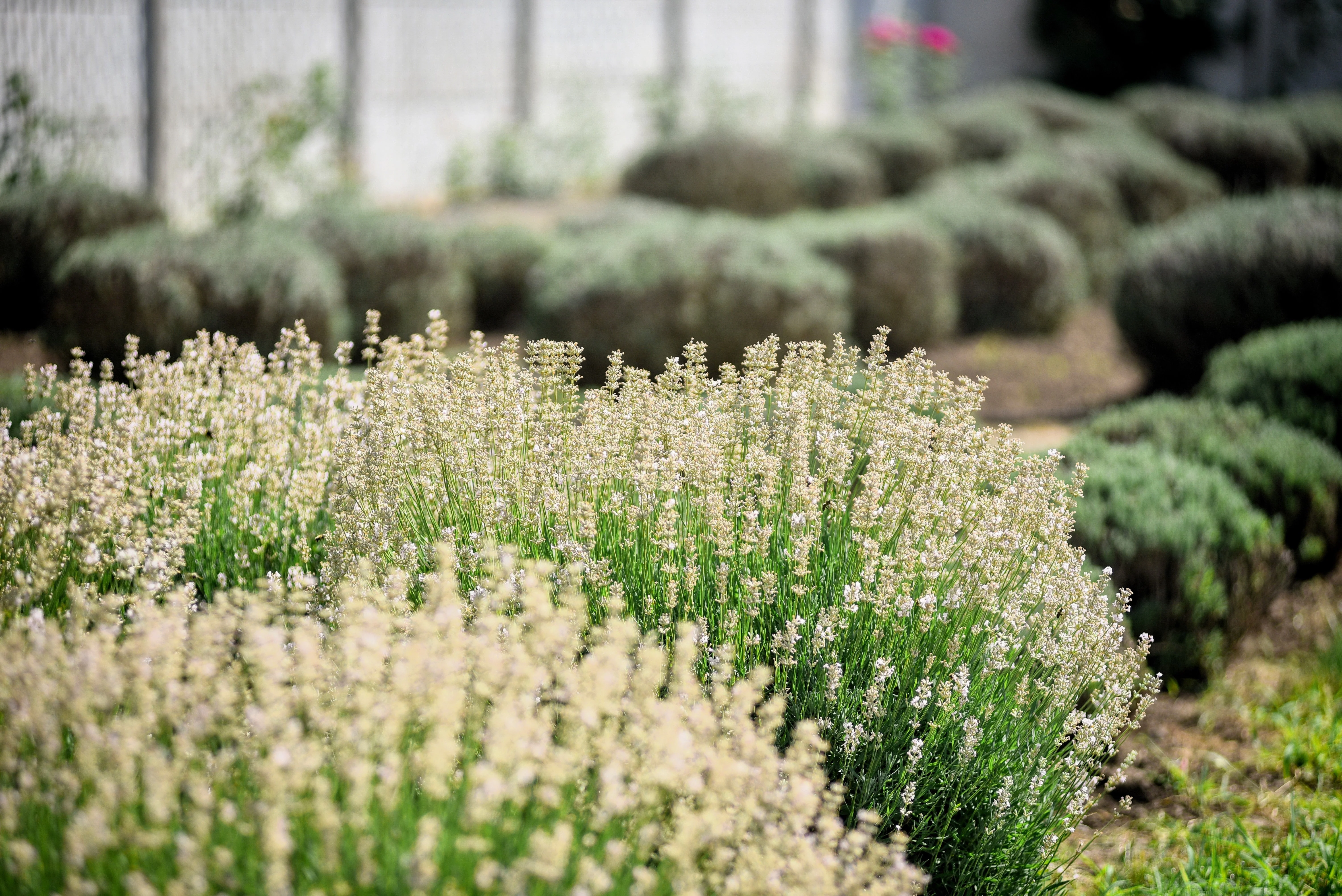 20 WHITE LAVENDER English Lavandula Angustifolia Herb Flower Seeds - Image 10