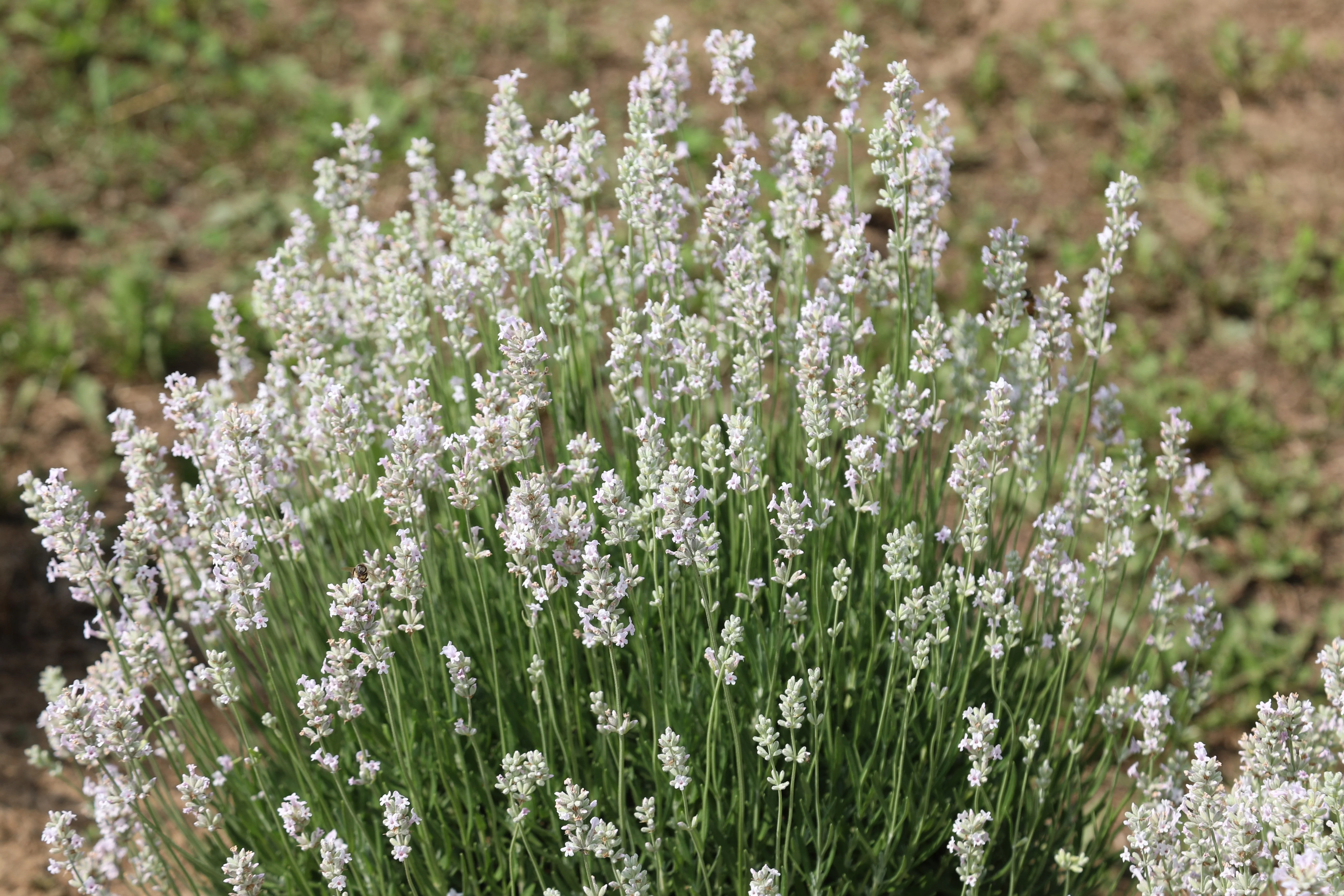 20 WHITE LAVENDER English Lavandula Angustifolia Herb Flower Seeds - Image 4