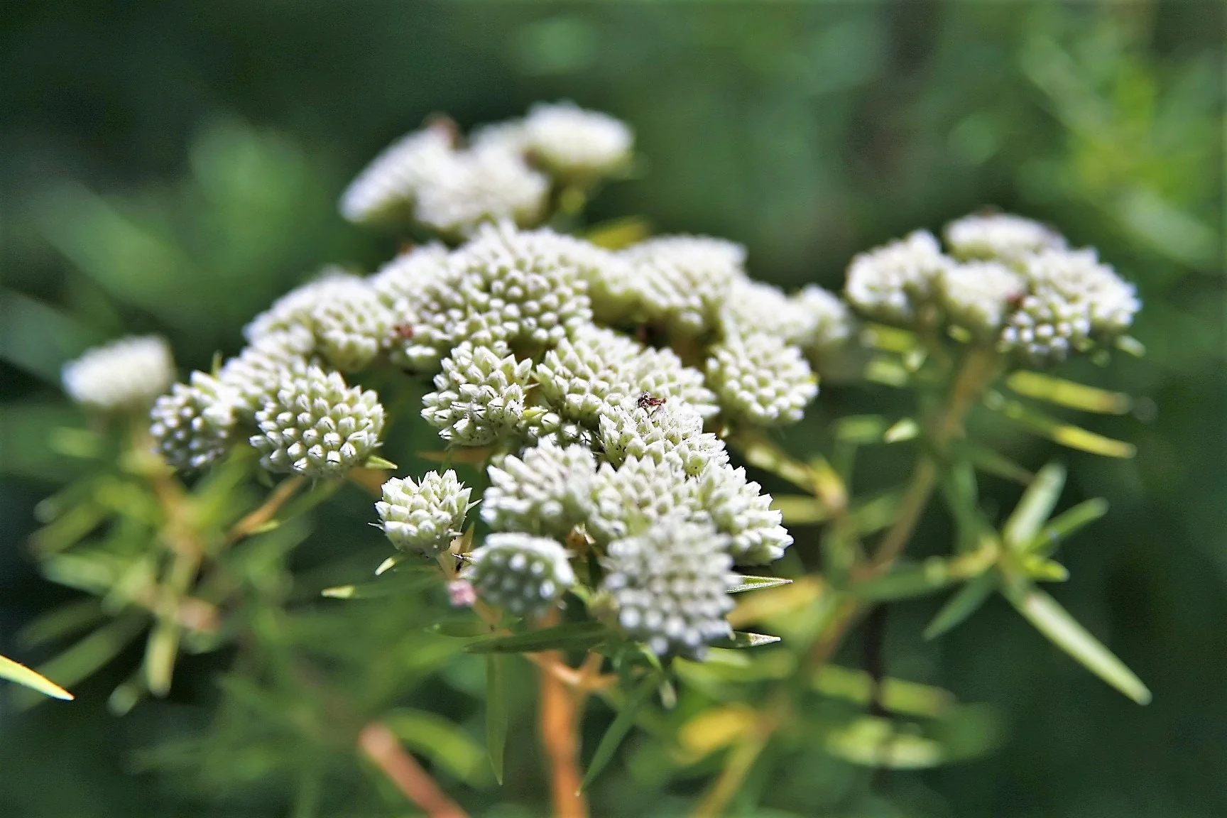 20 WHITE WORLED (Horesetail) MILKWEED Asclepias Verticillata Flower Seeds - Image 3