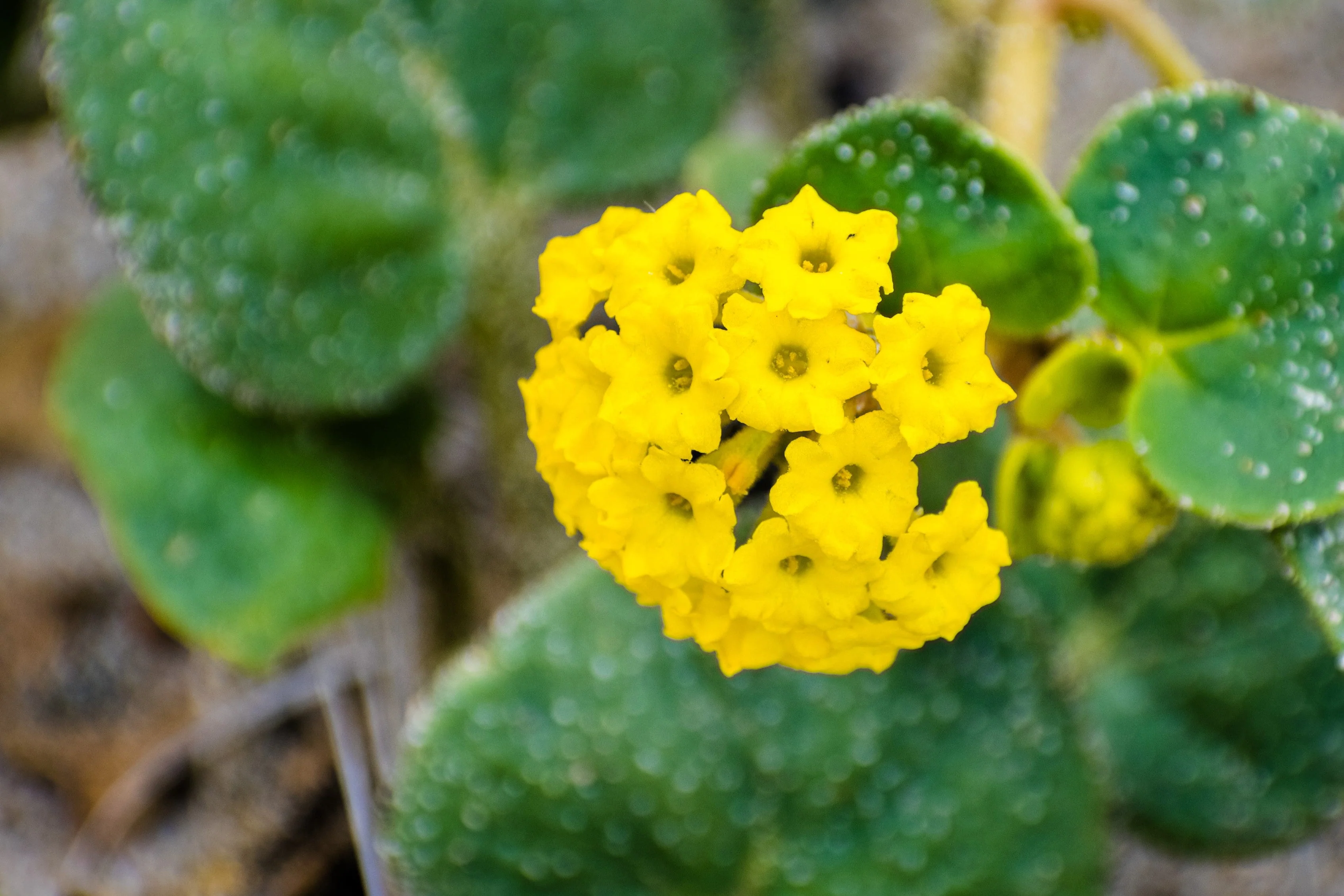 20 YELLOW SAND VERBENA Coastal Abronia Latifolia Arenaria Flower Seeds - Image 5
