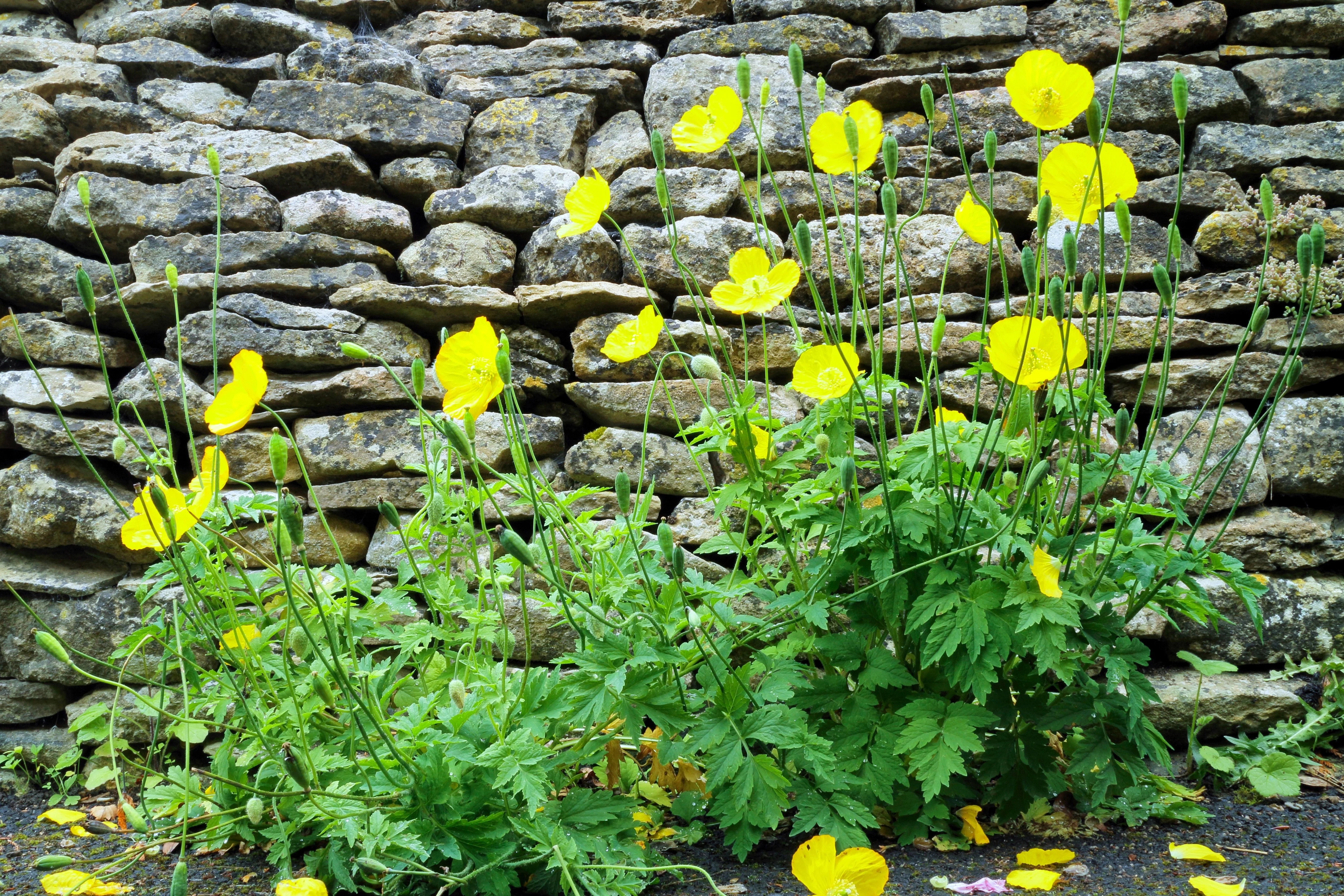 20 Yellow WELSH POPPY Meconopsis Papaver Cambricum Perennial Shade Flower Seeds - Image 4