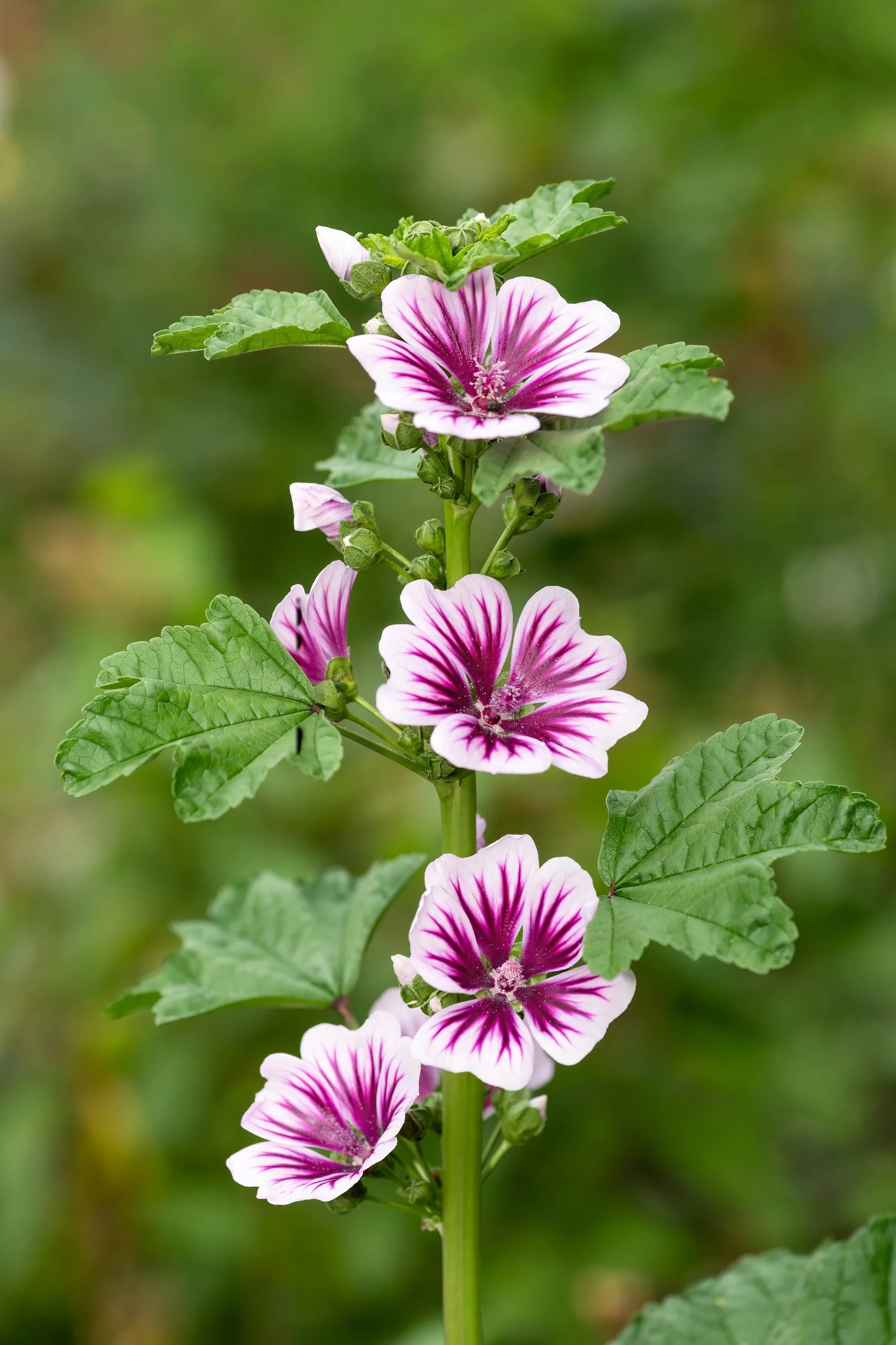 20 ZEBRA MALLOW Malva sylvestris var. Zebrina Flower Seeds - Image 5