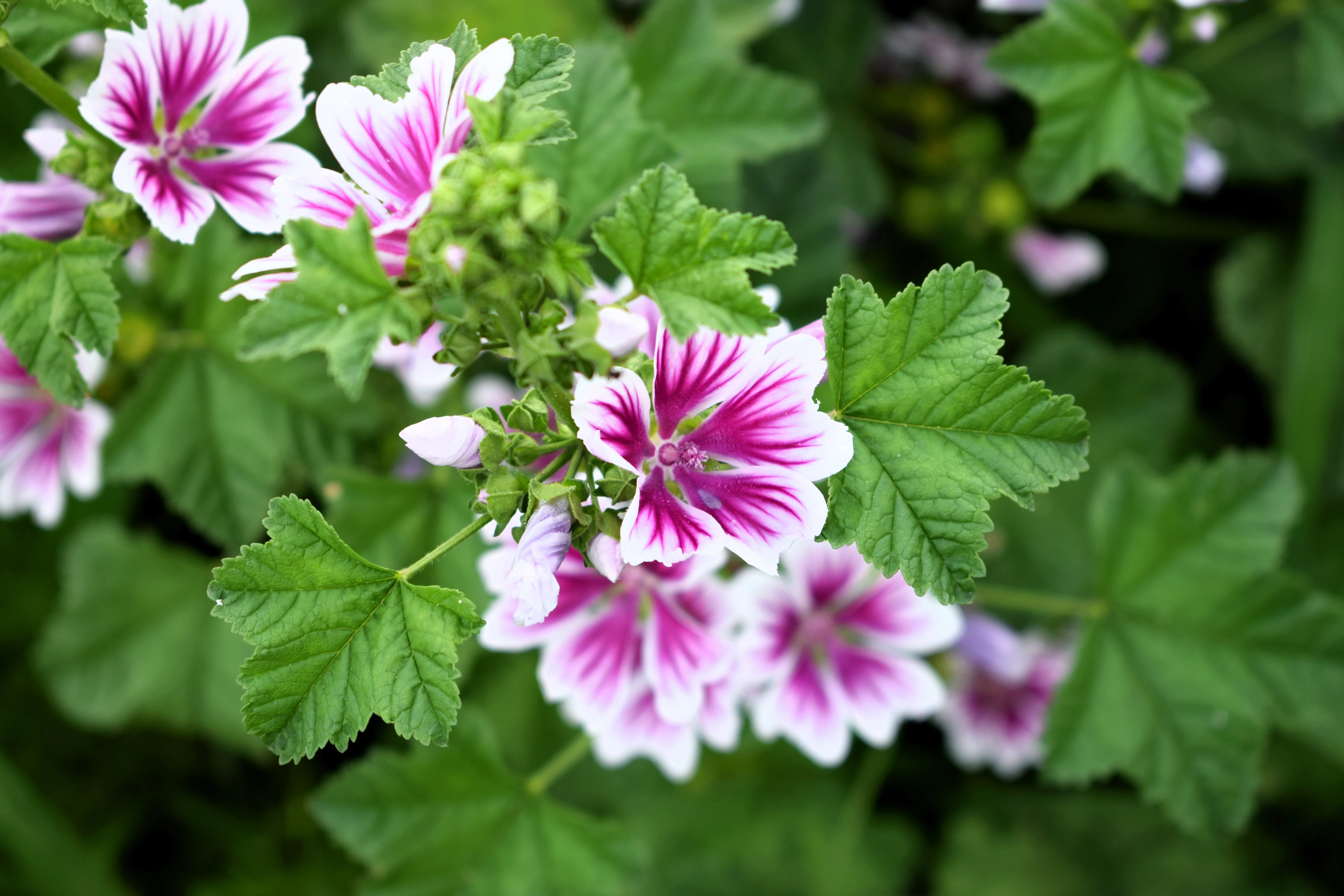 20 ZEBRA MALLOW Malva sylvestris var. Zebrina Flower Seeds - Image 6