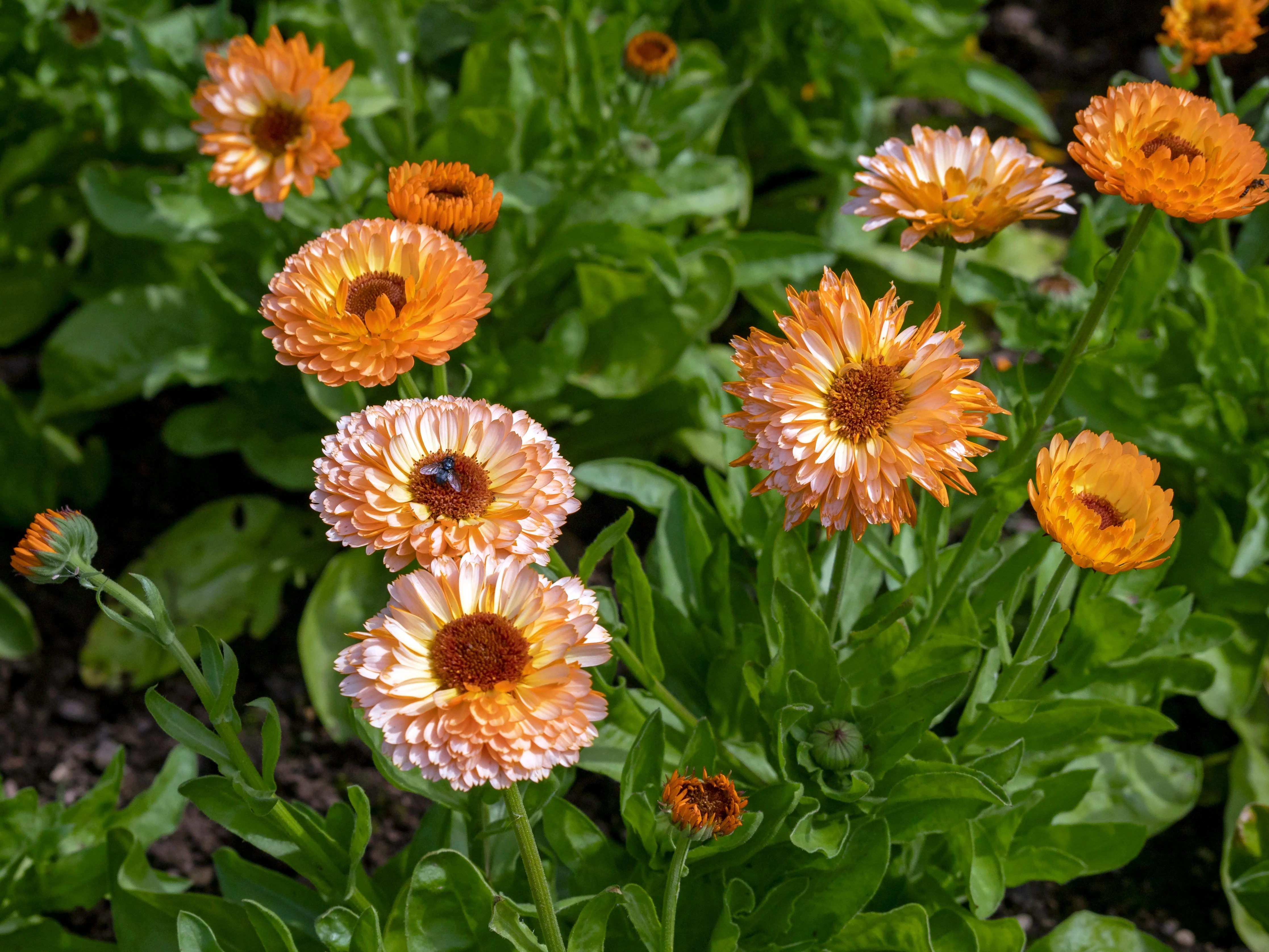 20 ZEOLIGHTS CALENDULA Officinalis MARIGOLD Flower Seeds Zeolight Coral Peach Apricot Pink - Image 5