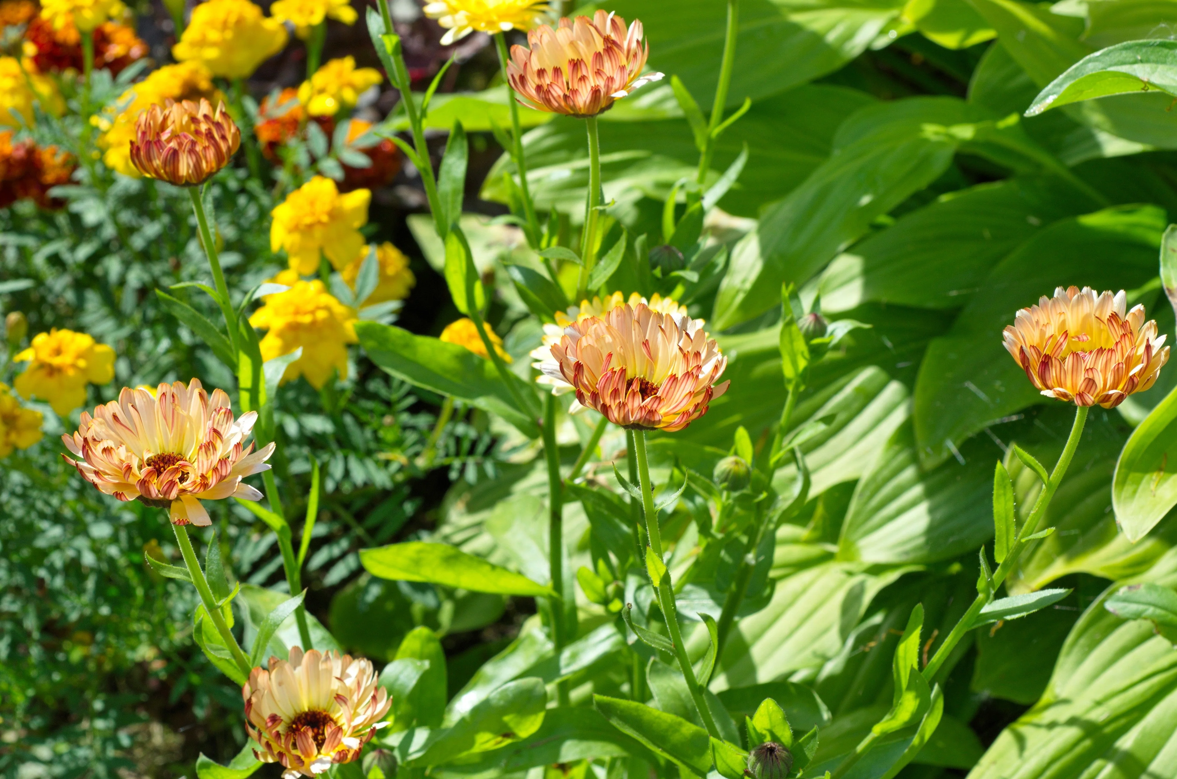 20 ZEOLIGHTS CALENDULA Officinalis MARIGOLD Flower Seeds Zeolight Coral Peach Apricot Pink - Image 6