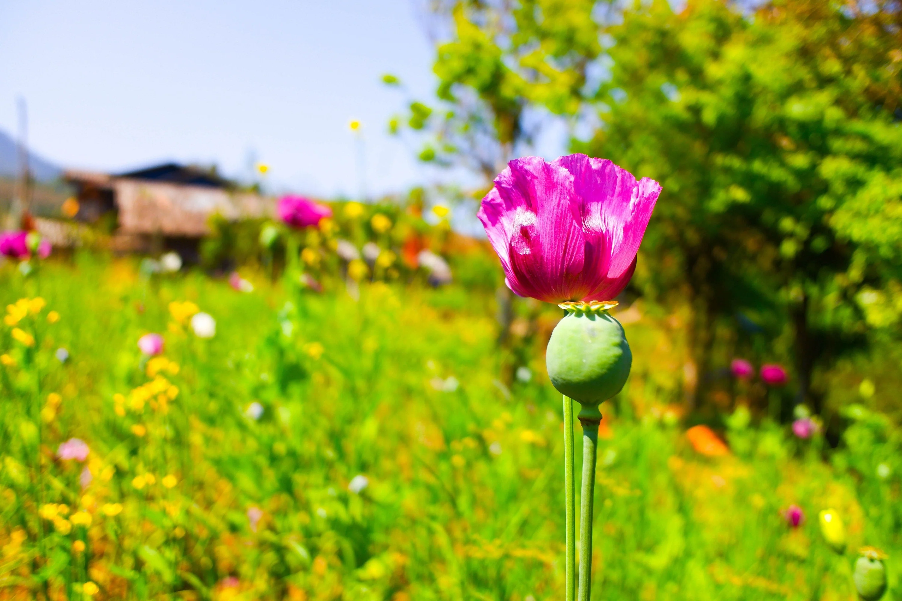 200 AFGHAN RESELECTED Blue POPPY Mixed Colors Papaver Somniferum Setigerum Pink Purple White Flower Seeds - Image 4