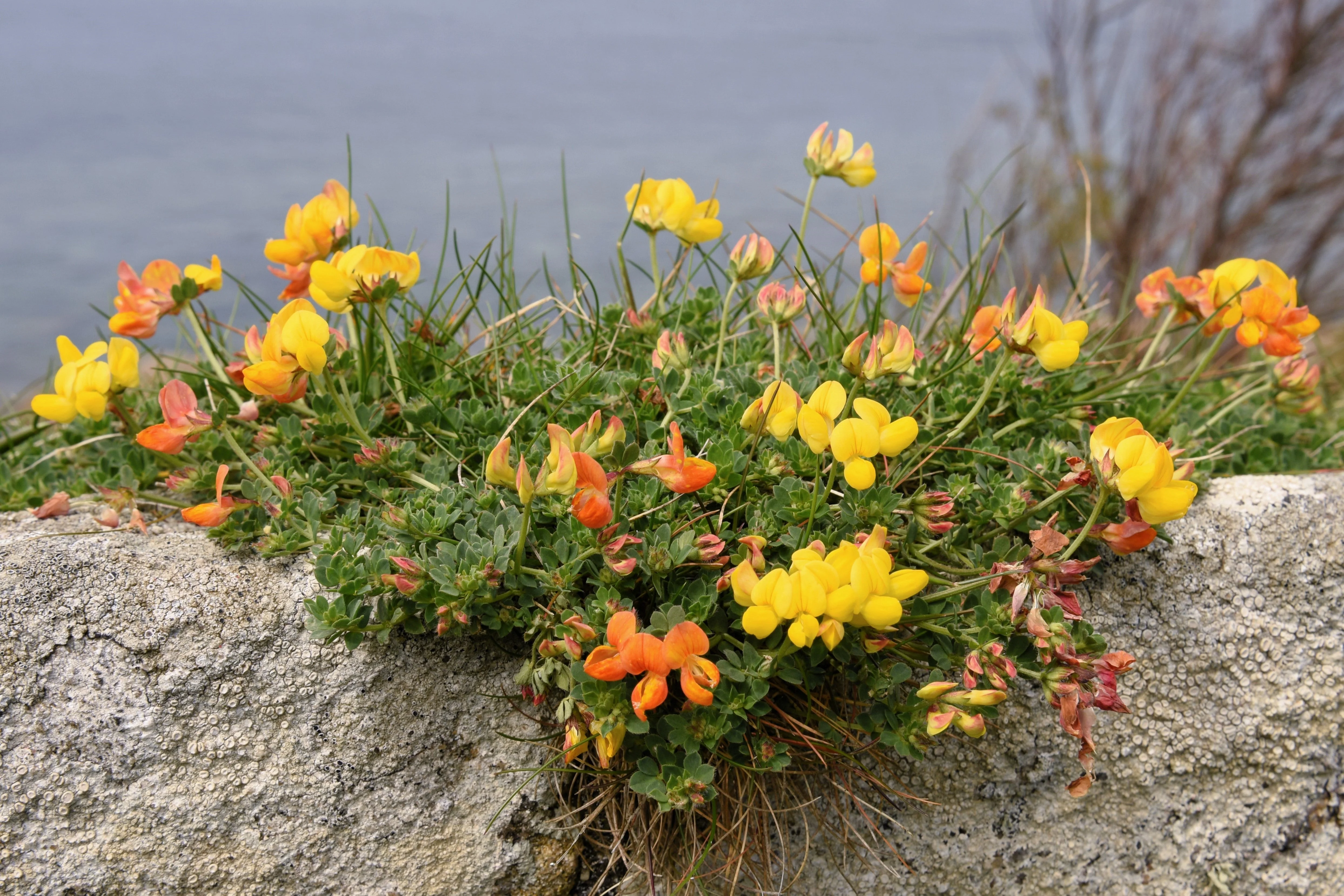 200 BIRDS FOOT TREFOIL (Birdfoot Deervetch / Cats Clover / Ground Honeysuckle) Lotus Corniculatus Fabaceae Flower Seeds - Image 9