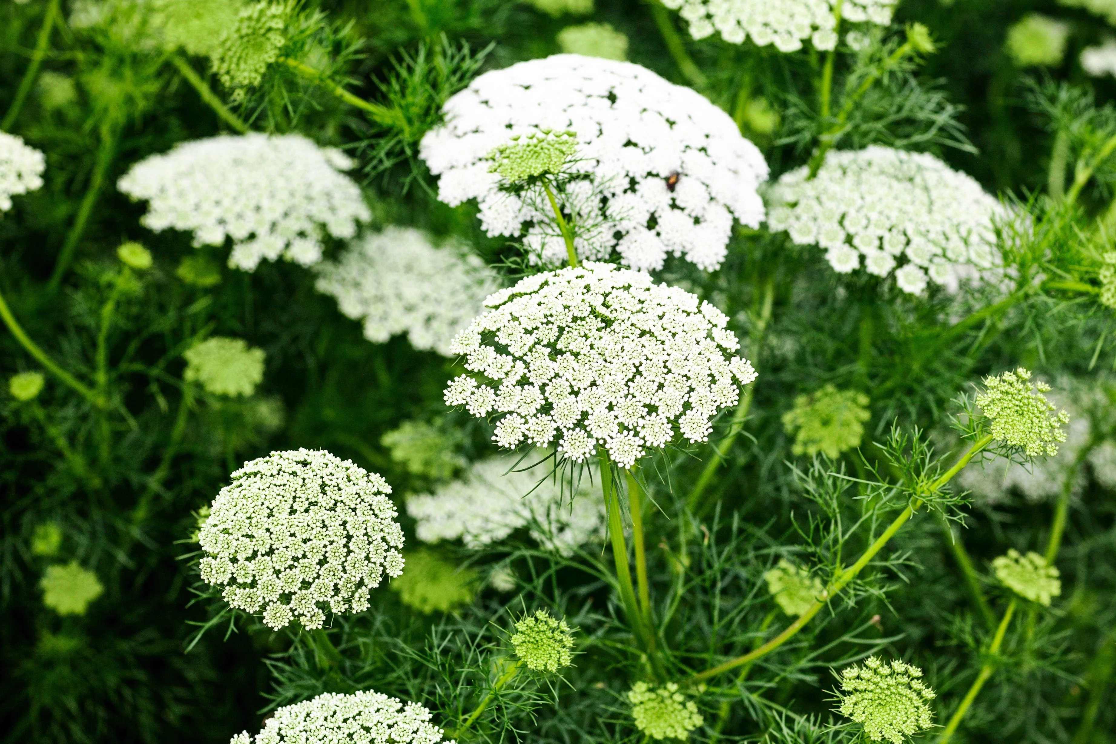 200 BISHOPS FLOWER Ammi Majus False Queen Annes Lace Seeds - Image 5