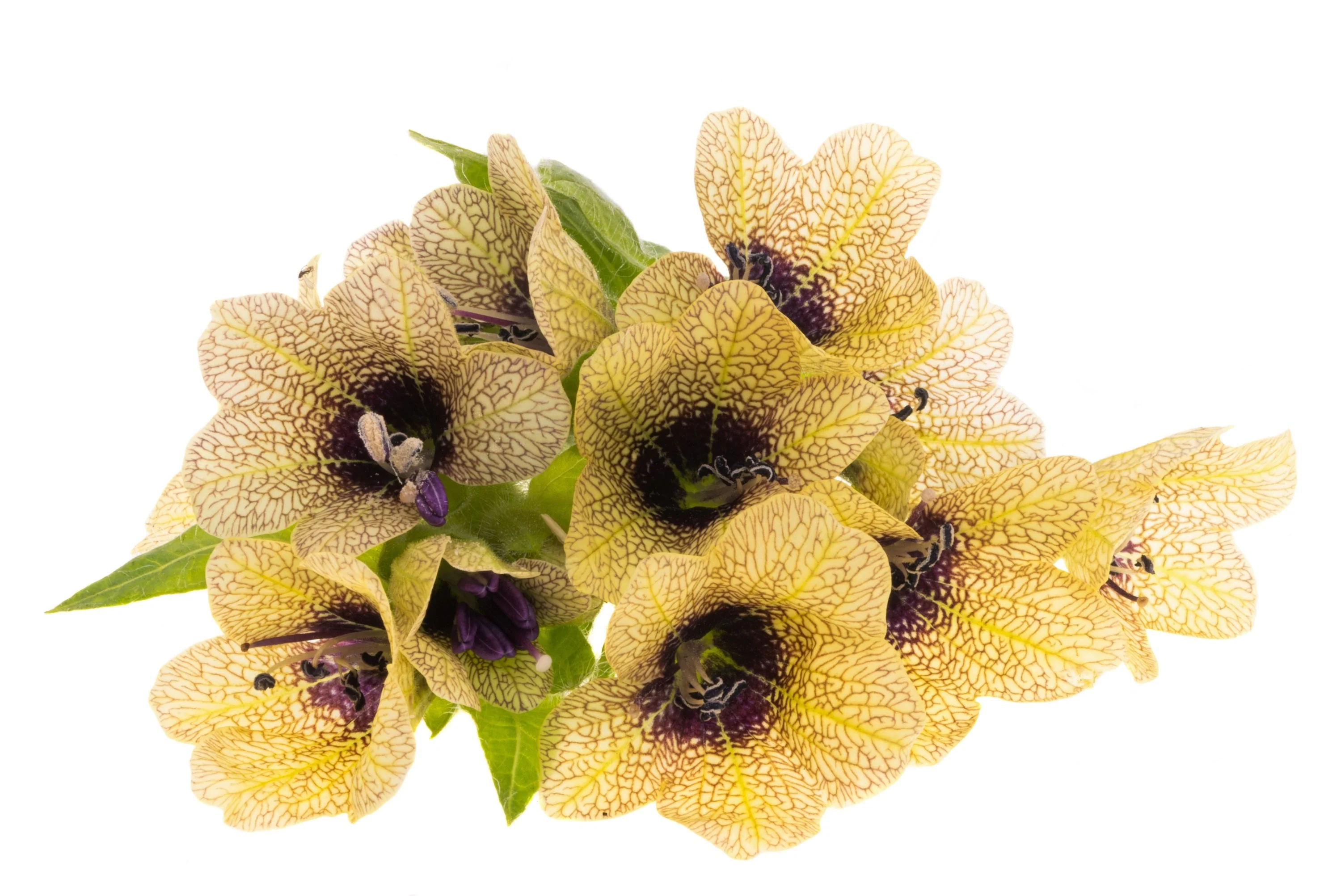 200 Black HENBANE Nightshade Hyoscyamus Niger Flower Seeds - Image 10