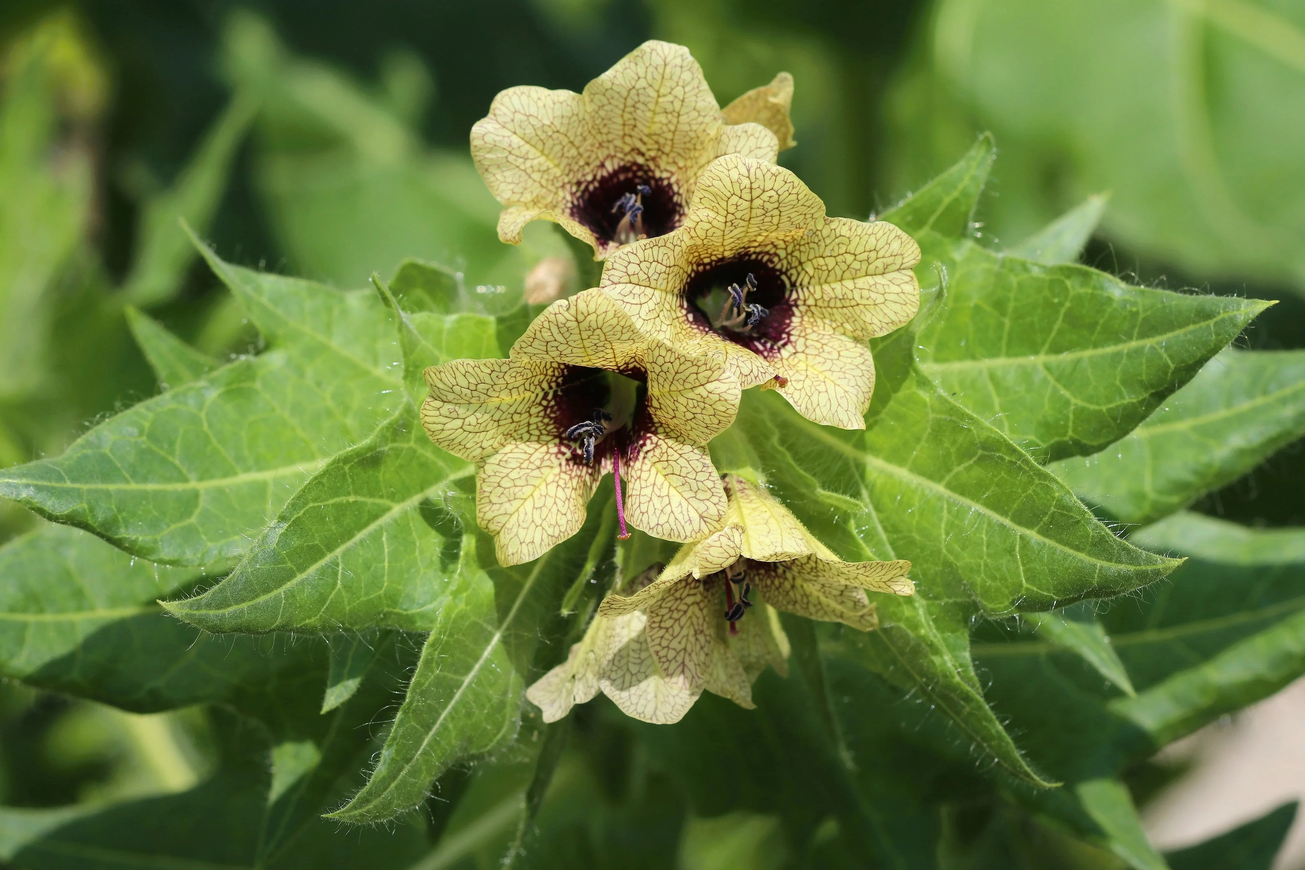 200 Black HENBANE Nightshade Hyoscyamus Niger Flower Seeds - Image 4