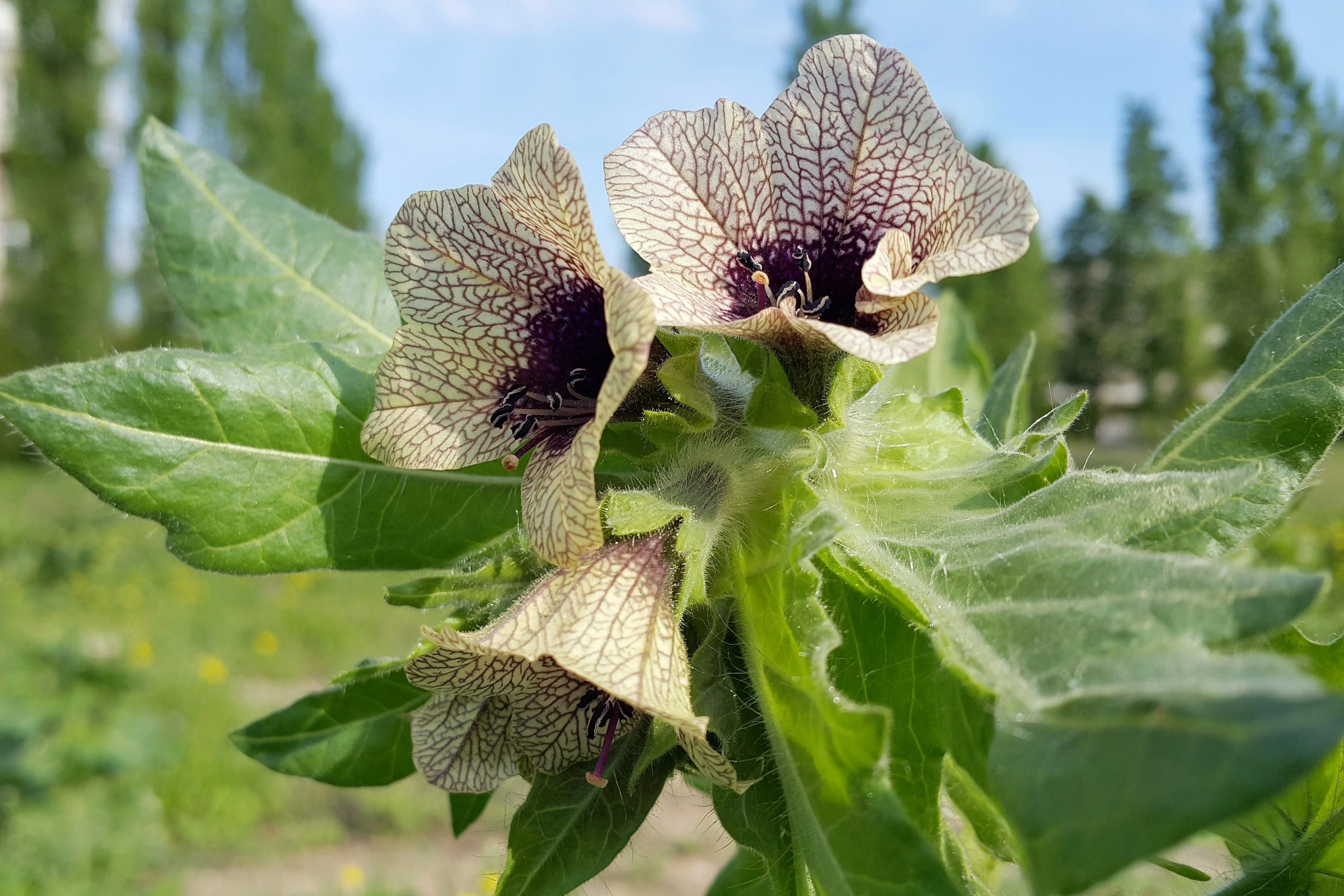 200 Black HENBANE Nightshade Hyoscyamus Niger Flower Seeds - Image 9
