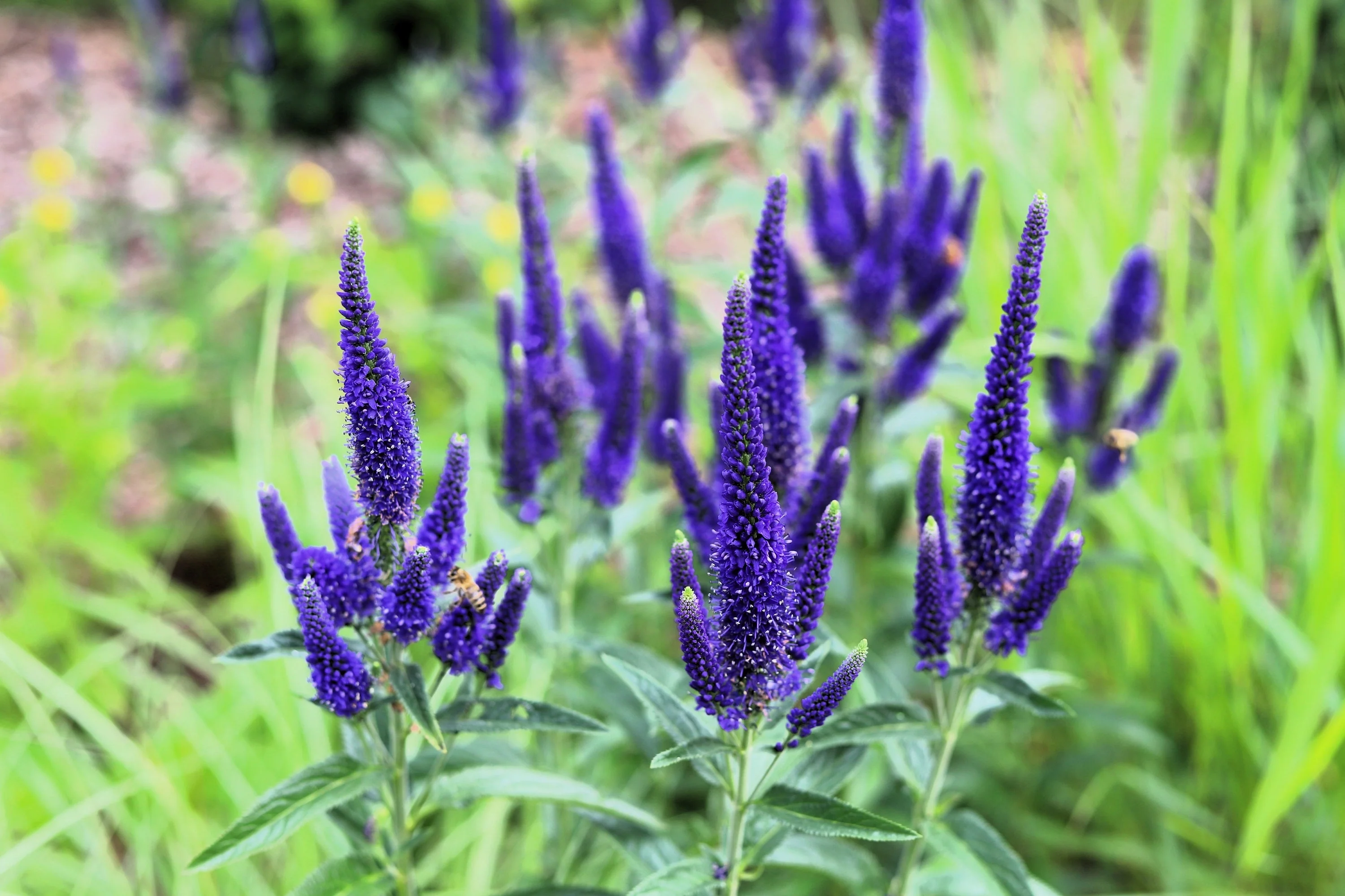 200 BLUE BOUQUET VERONICA Spicata Spike Speedwell Herb Flower Seeds - Image 7