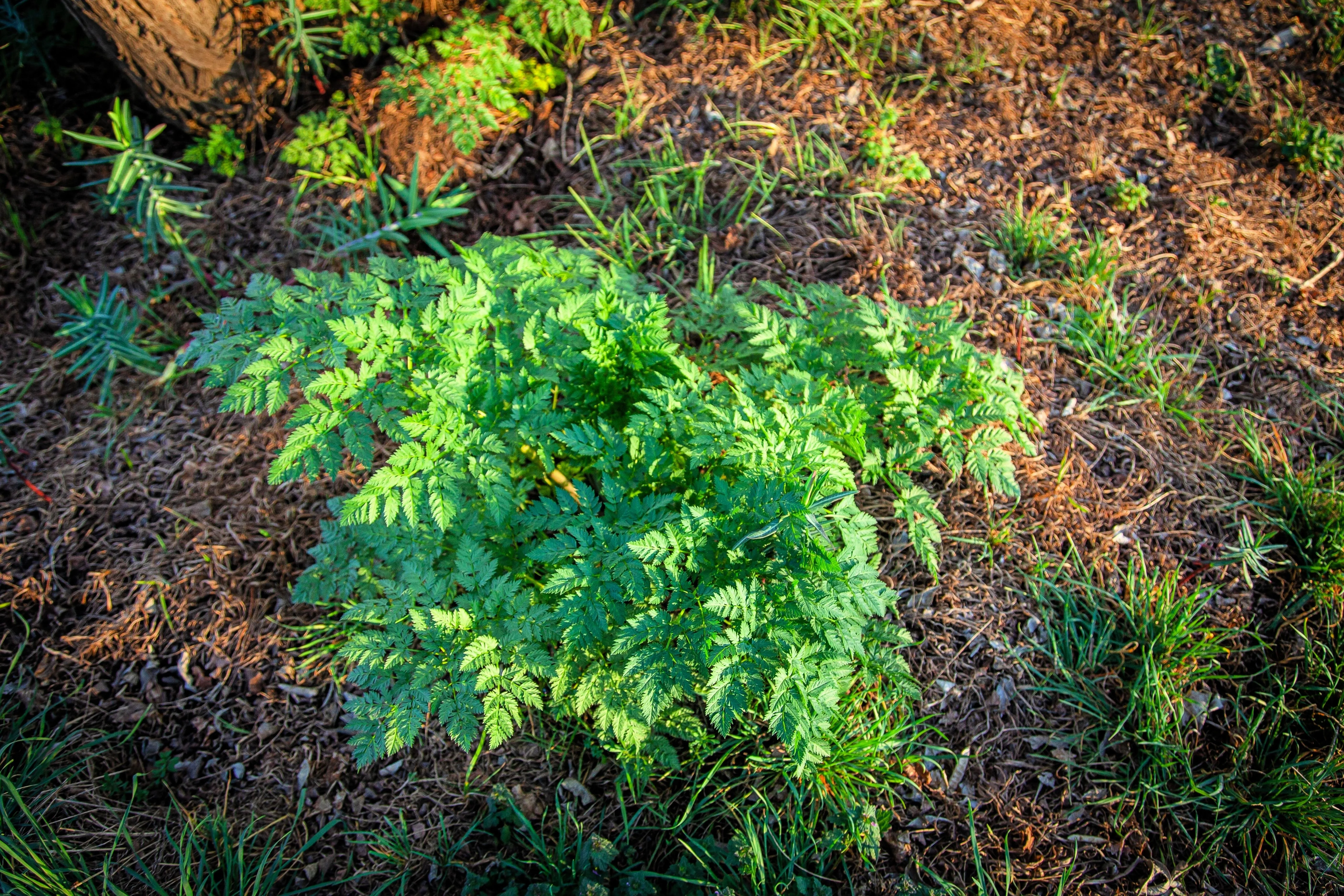 200 BRUSSELS WINTER CHERVIL Anthriscus Gourmet European Heirloom Herb Vegetable Seeds - Image 3