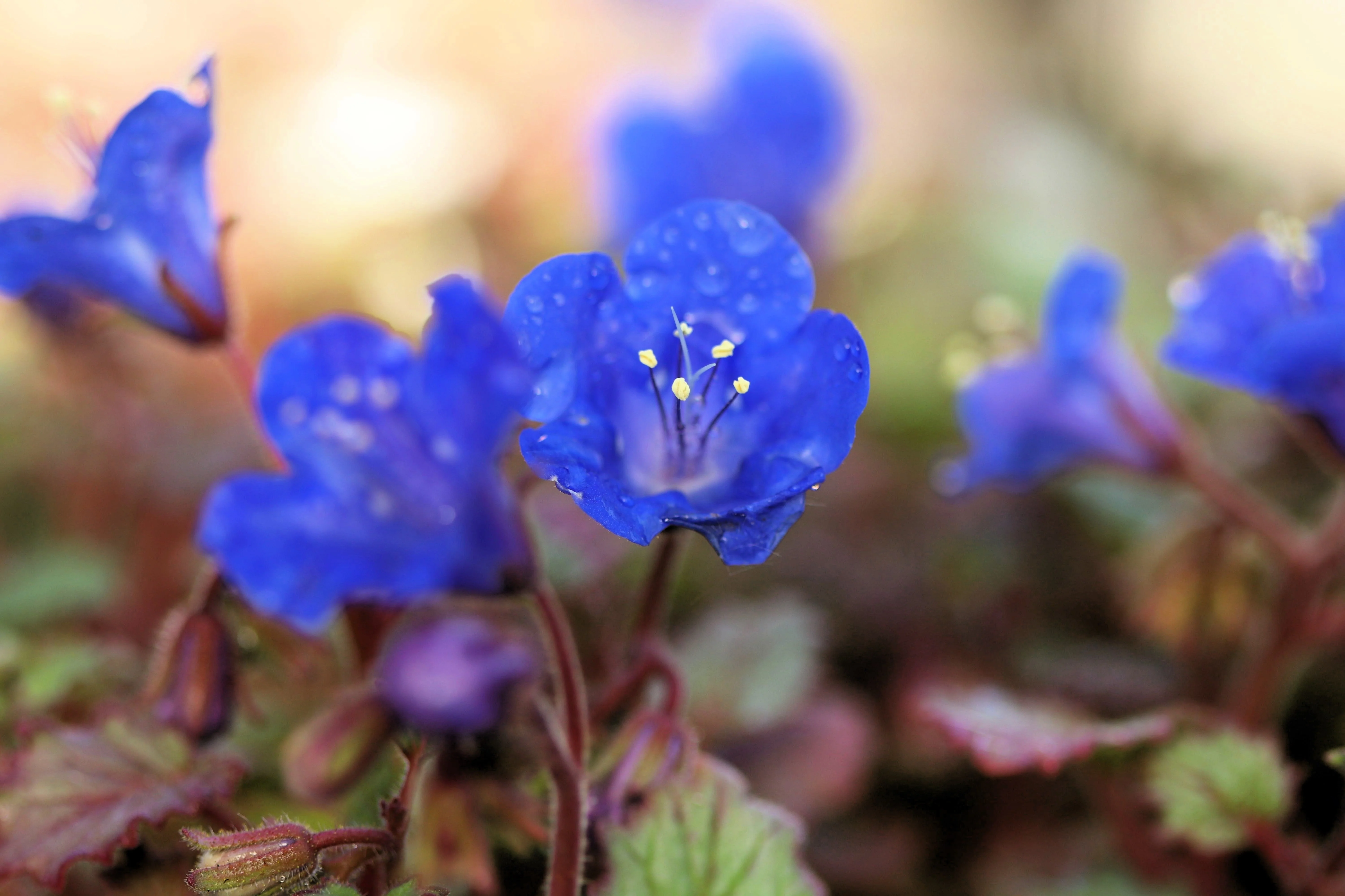 200 CALIFORNIA BLUEBELL (Wild Canterbury Bells / Desert Blue Bell) Phacelia Campanularia Flower Seeds - Image 5