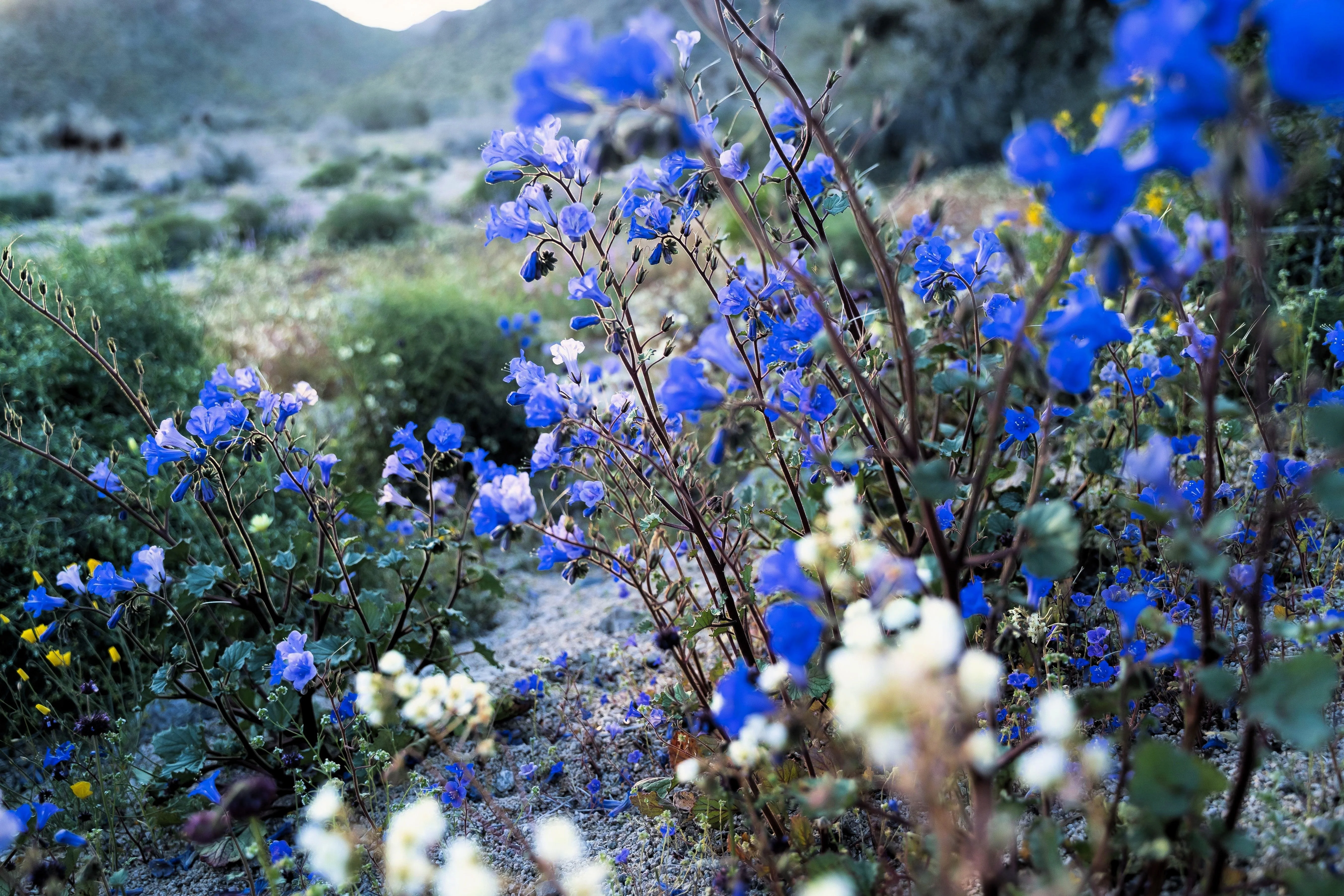 200 CALIFORNIA BLUEBELL (Wild Canterbury Bells / Desert Blue Bell) Phacelia Campanularia Flower Seeds - Image 7
