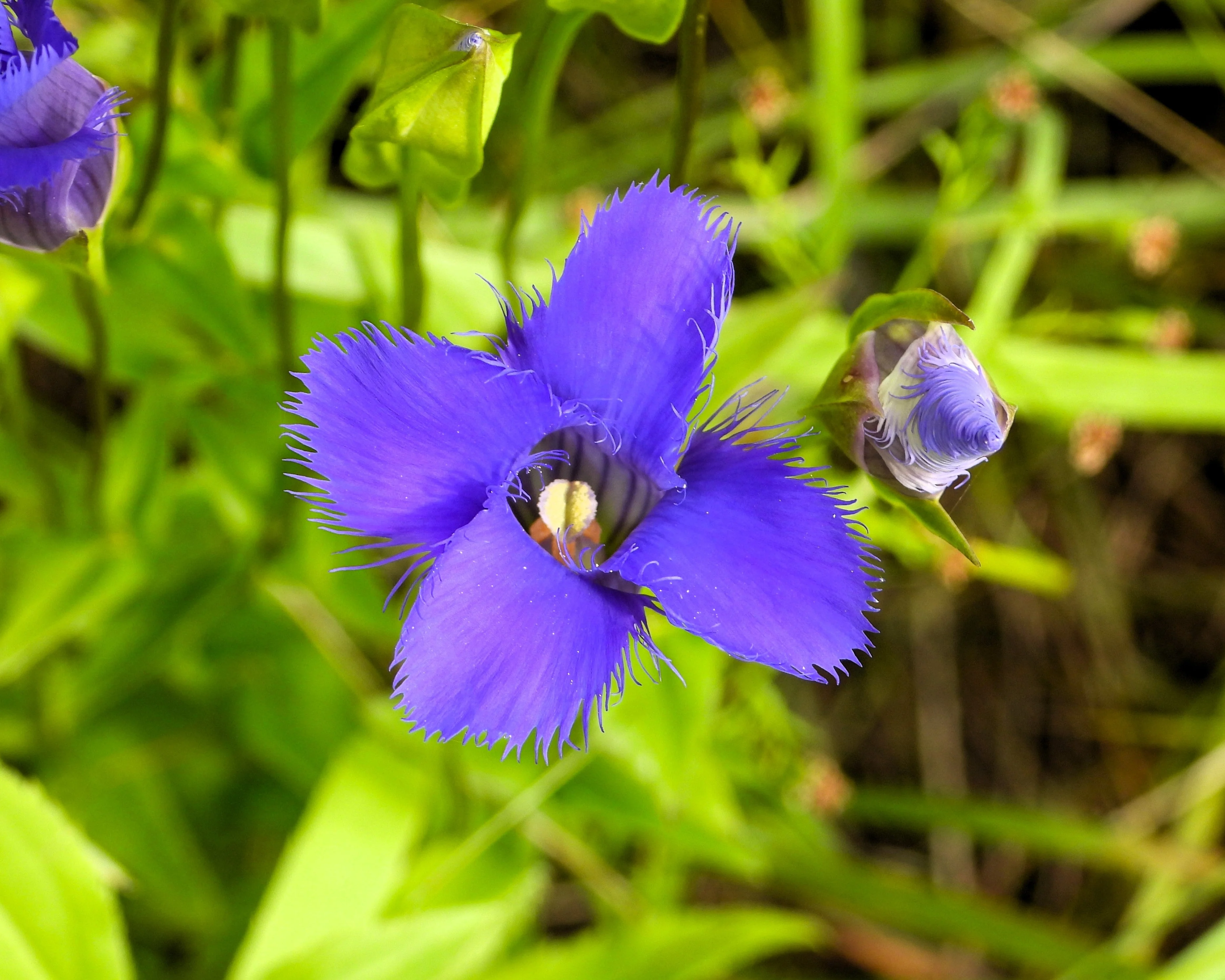 200 FRINGED GENTIAN Gentiana Crinita Gentianopsis Native Herb Blue Purple Flower Seeds - Image 8