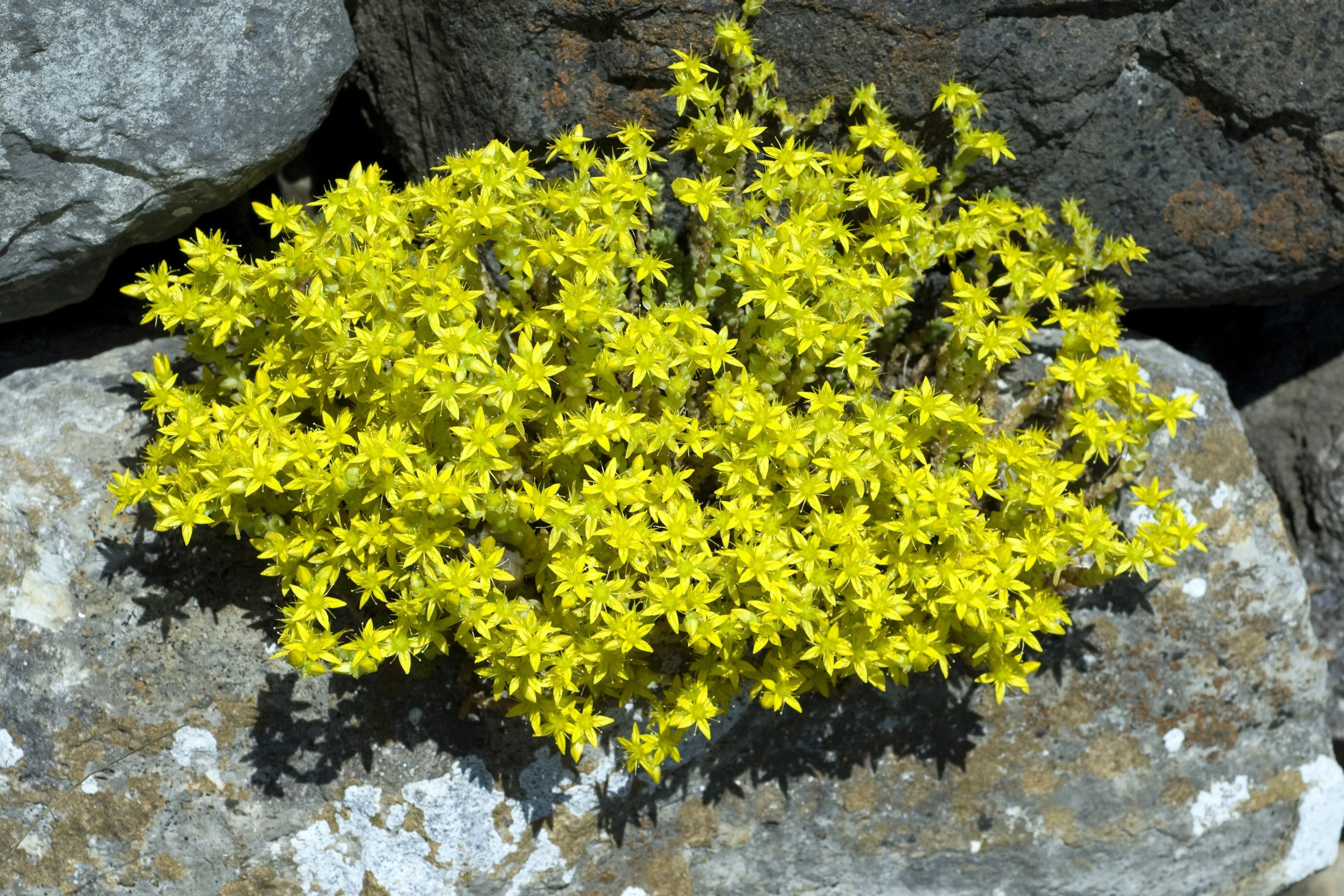 200 GOLDEN CARPET SEDUM Acre Gold Moss Stonecrop Flower Seeds - Image 10