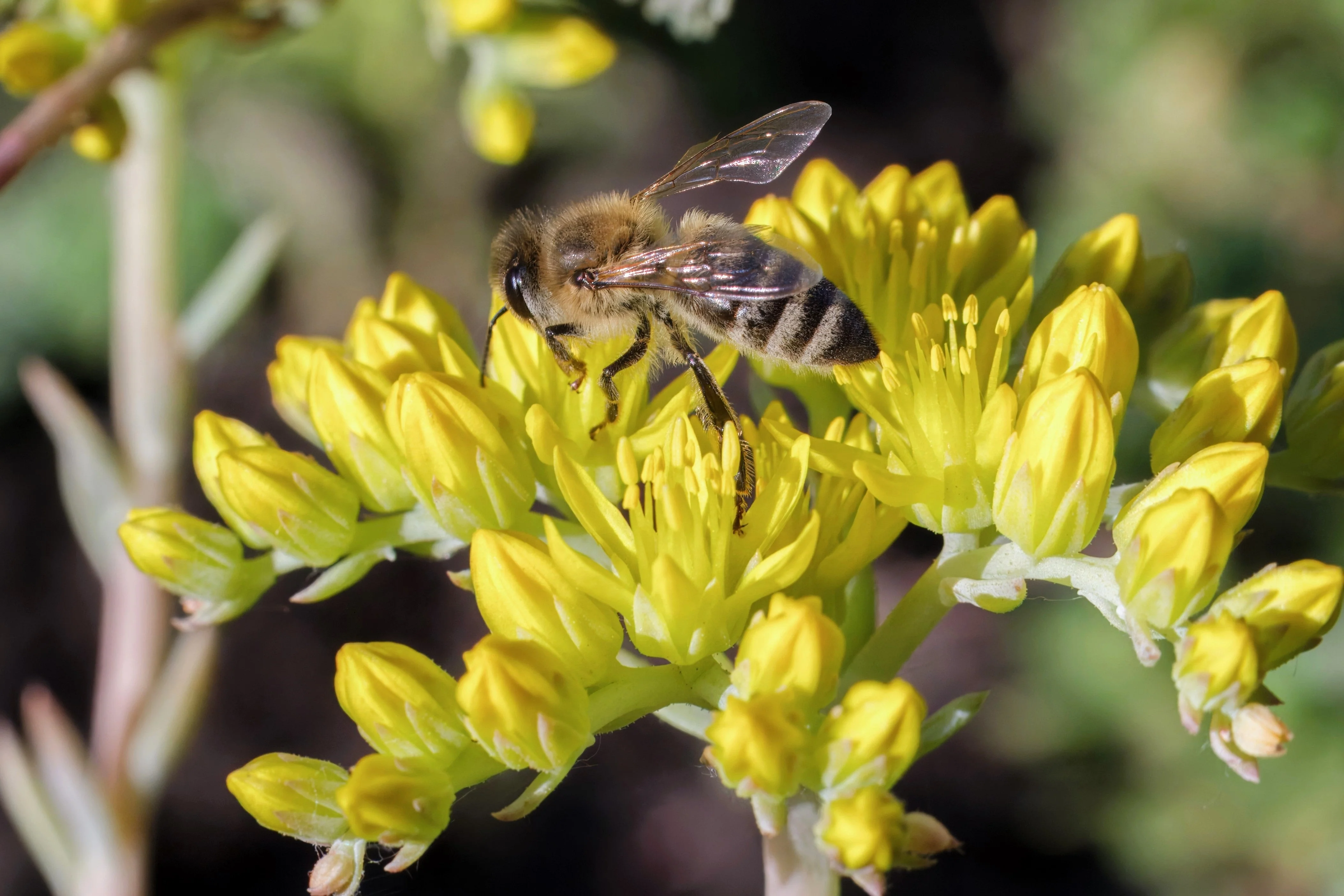 200 GOLDEN CARPET SEDUM Acre Gold Moss Stonecrop Flower Seeds - Image 9