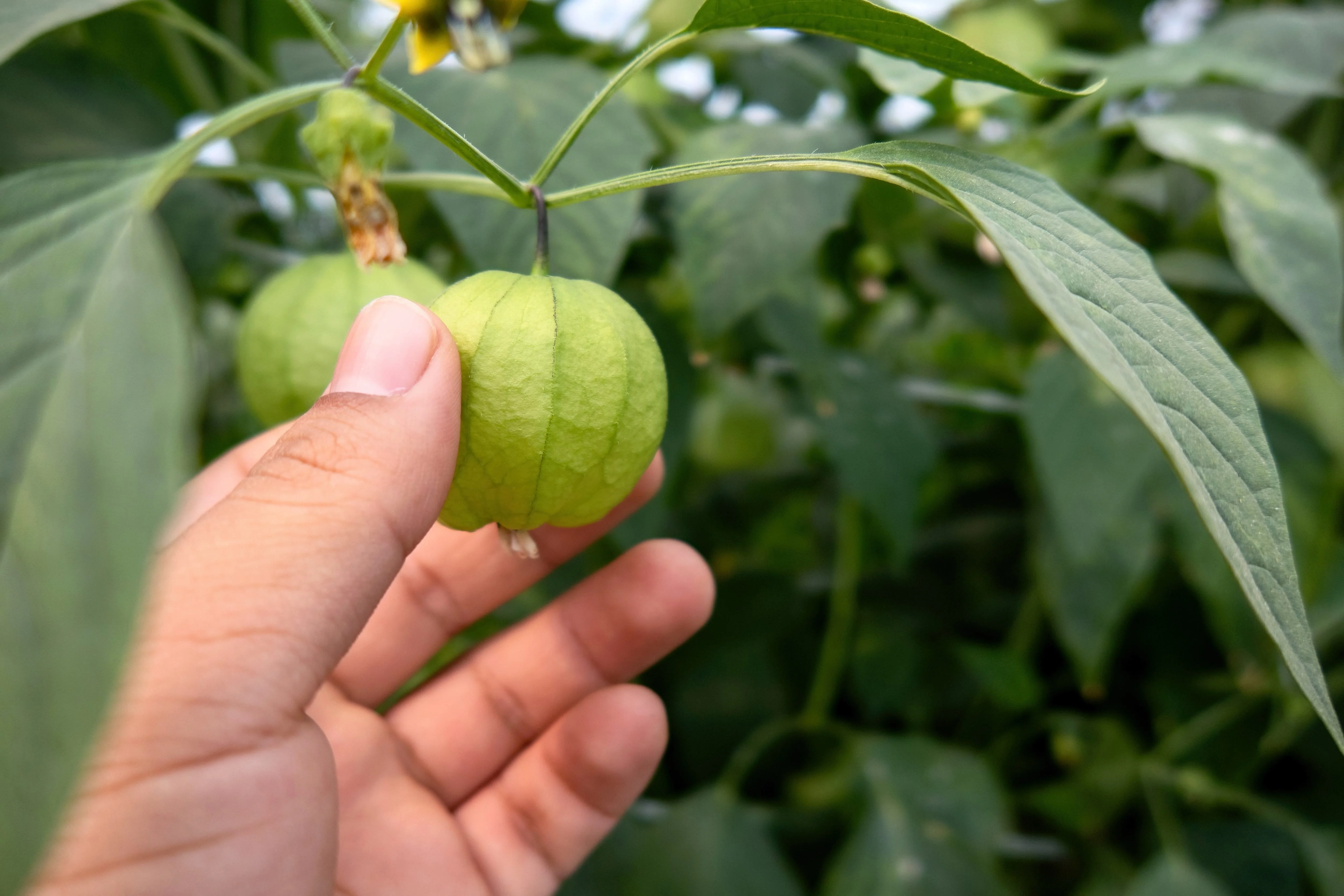 200 GRANDE Rio VERDE TOMATILLO Green Physalis Ixocarpa Vegetable Seeds - Image 3