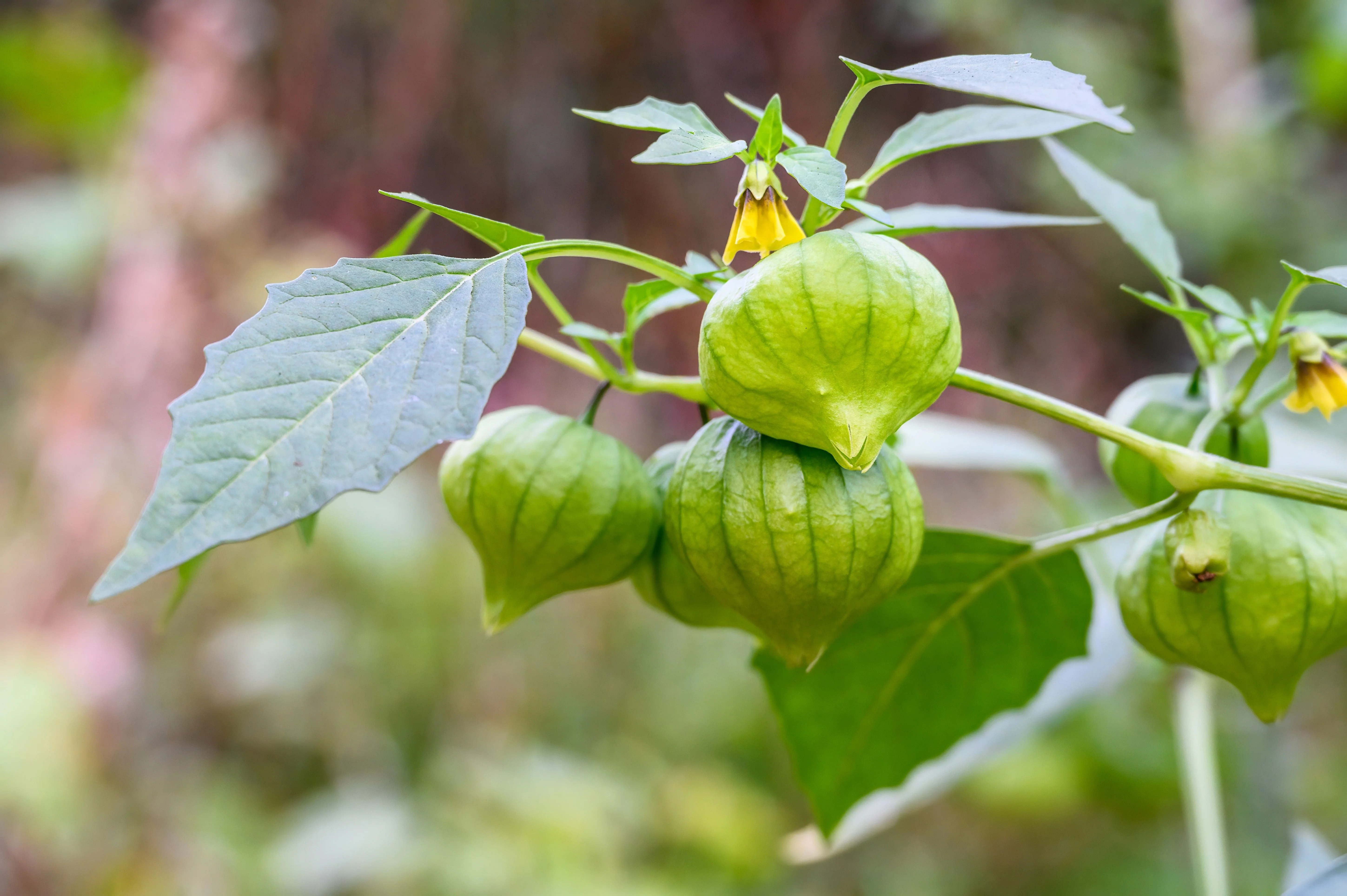 200 GRANDE Rio VERDE TOMATILLO Green Physalis Ixocarpa Vegetable Seeds - Image 4