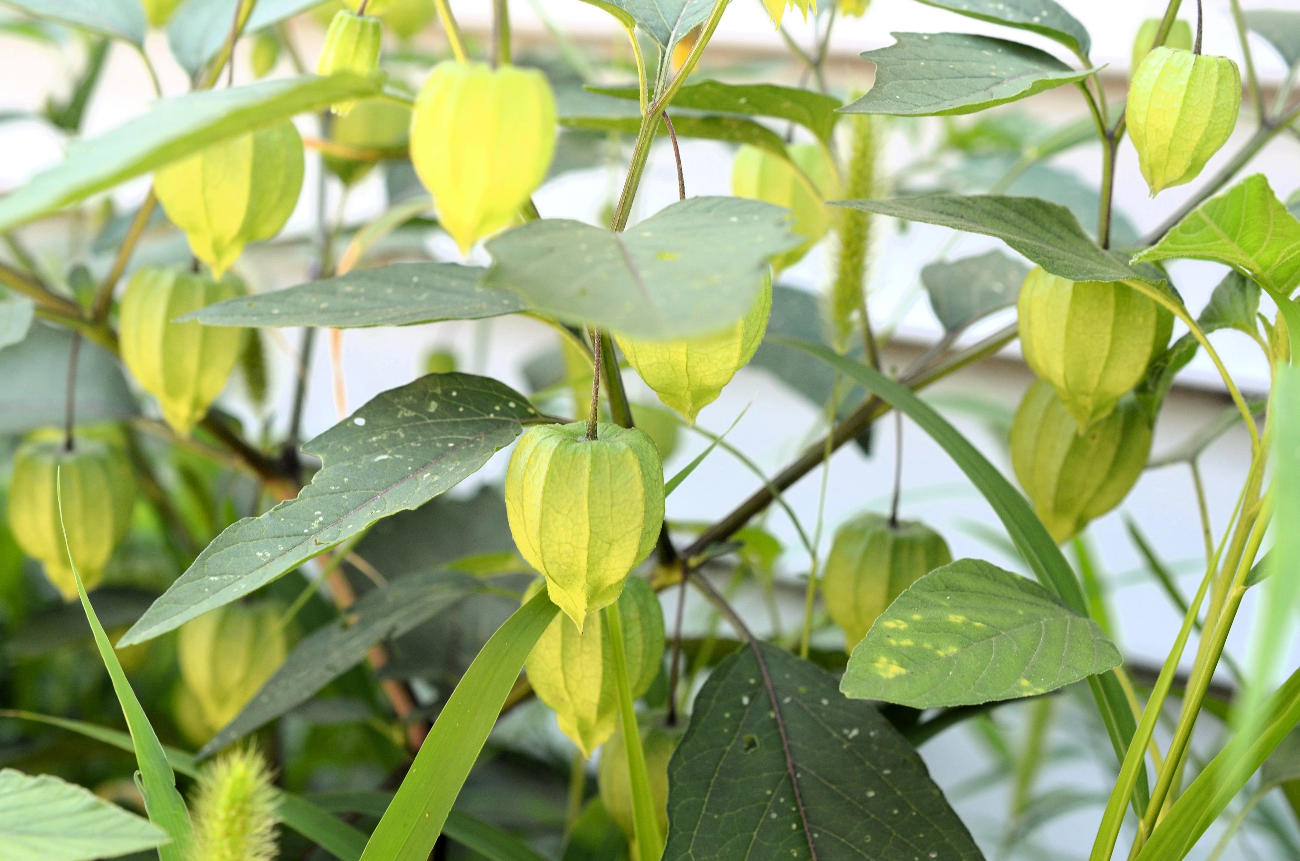 200 GRANDE Rio VERDE TOMATILLO Green Physalis Ixocarpa Vegetable Seeds - Image 5