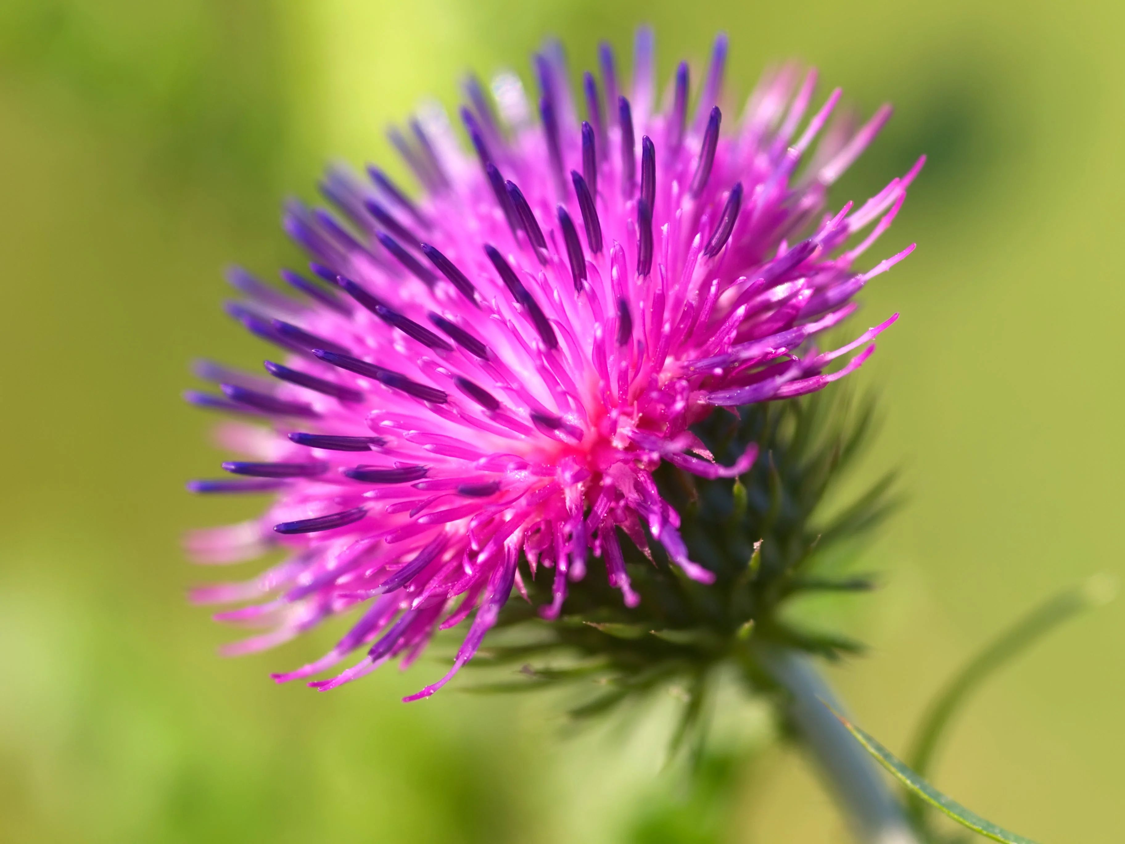 200 Great BURDOCK Arctium Lappa (Edible Burdock / Cockle-Button / Beggar's Buttons) HERB Flower Seeds - Image 11