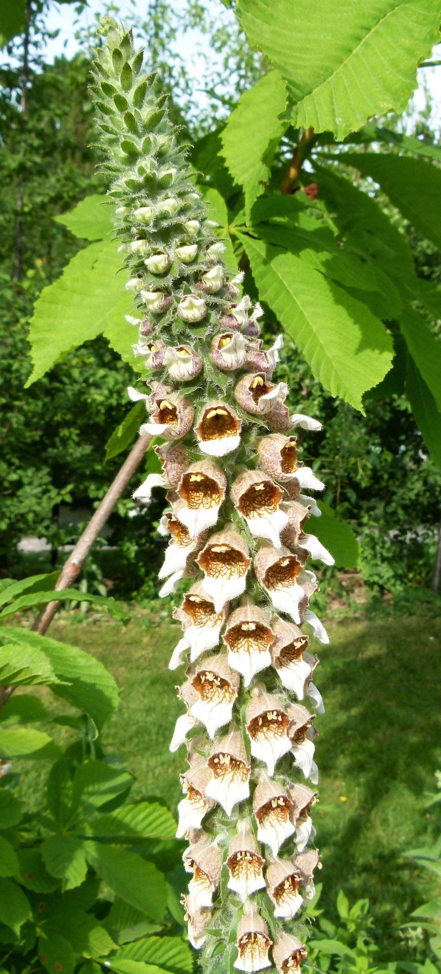 200 GRECIAN FOXGLOVE Wooly Digitalis Lanata Hummingbird White Yellow Purple Brown Flower Seeds - Image 12
