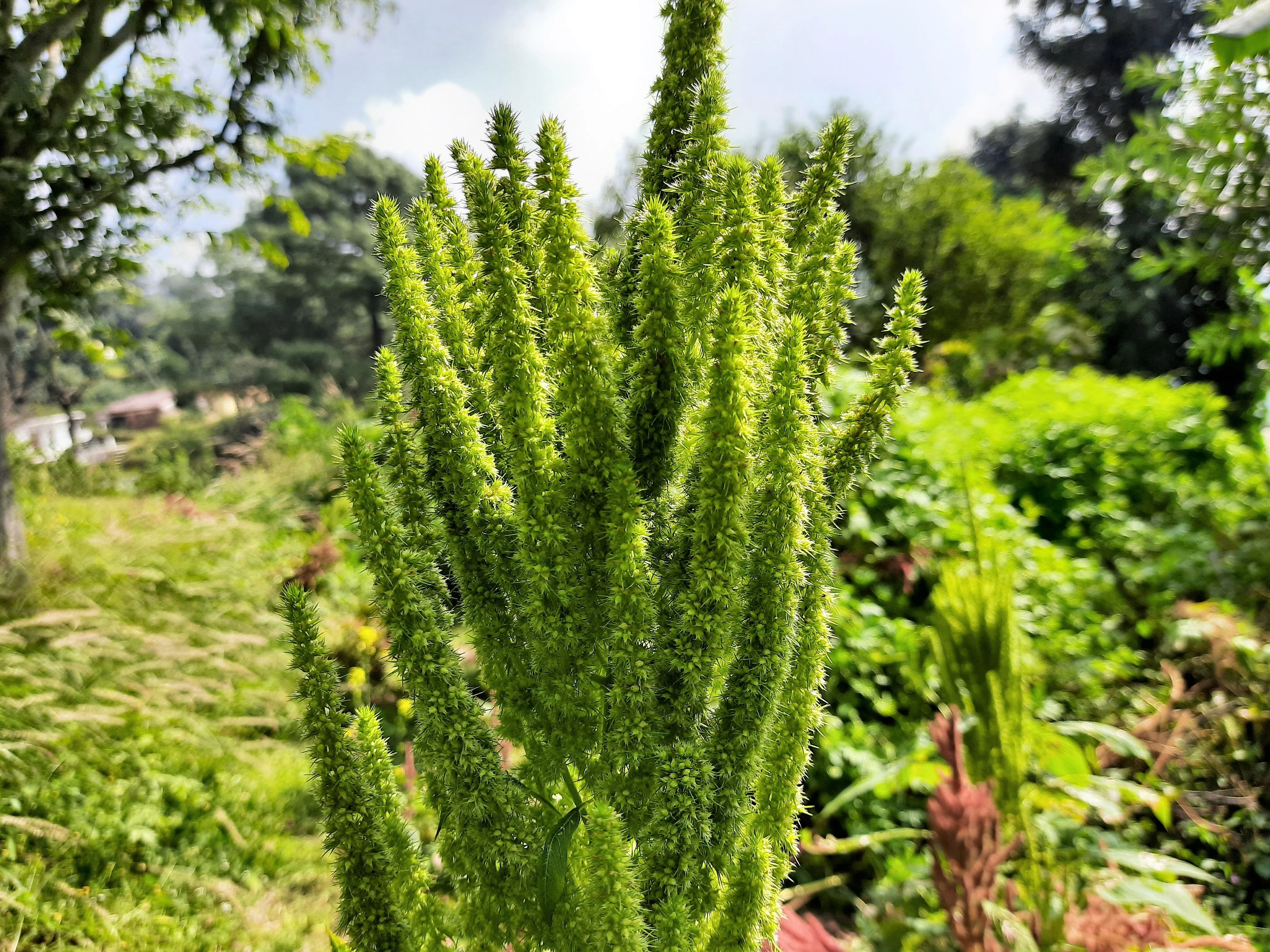 200 GREEN THUMB AMARANTHUS Hypochondriacus Prince’s Feather Amaranth Flower Seeds - Image 3