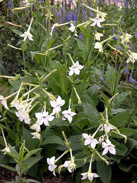 200 JASMINE AZTEC NICOTIANA (Ornamental Flowering Tobacco) Nicotiana Alata Flower Seeds - Image 2