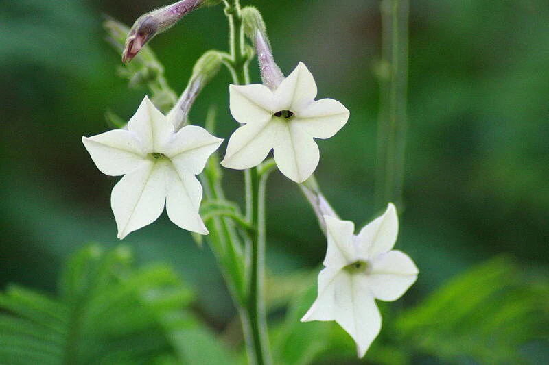 200 JASMINE AZTEC NICOTIANA (Ornamental Flowering Tobacco) Nicotiana Alata Flower Seeds - Image 3