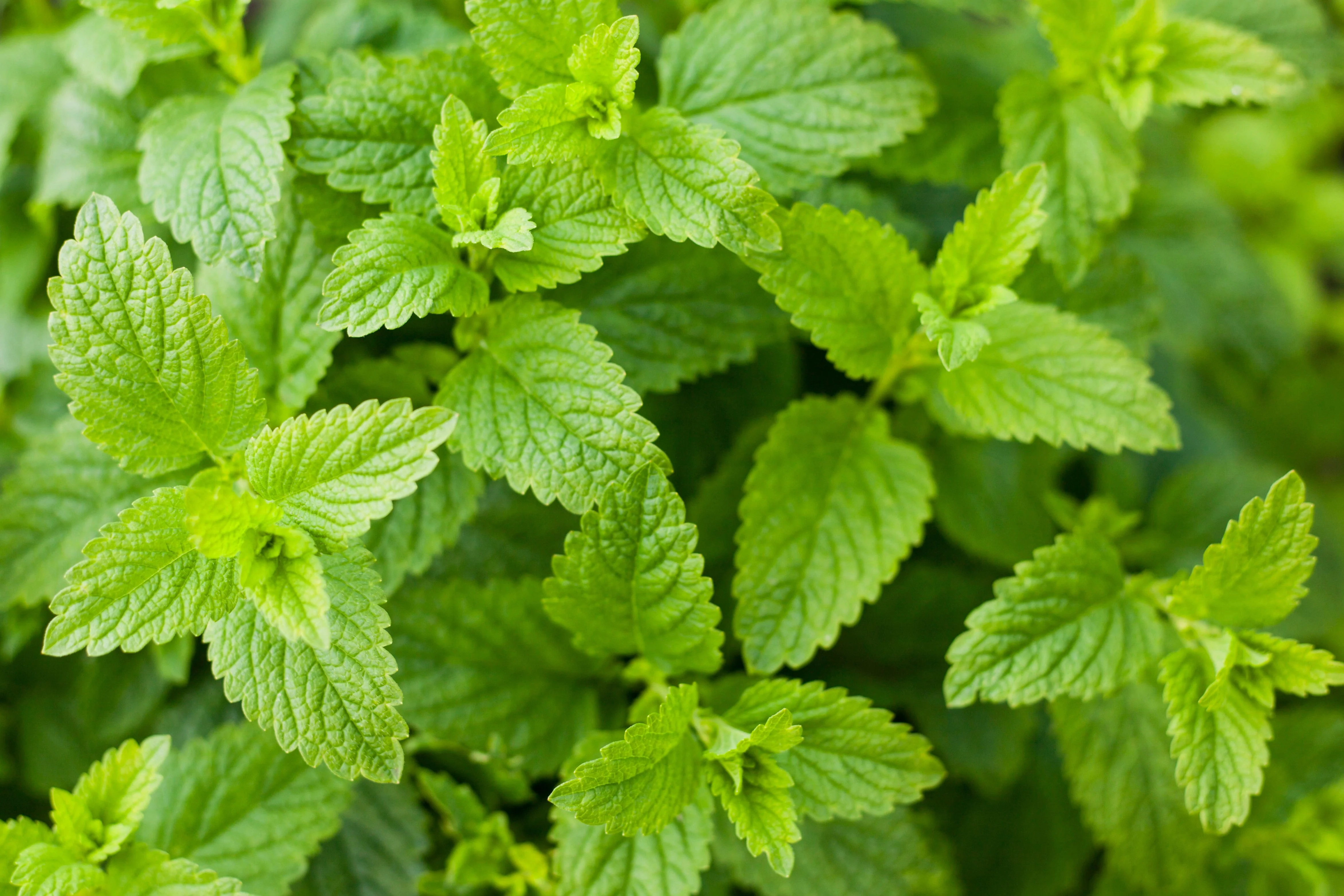 200 Lemon LEMONY CATNIP Nepeta Cataria Citriodora Herb Flower Seeds - Image 2