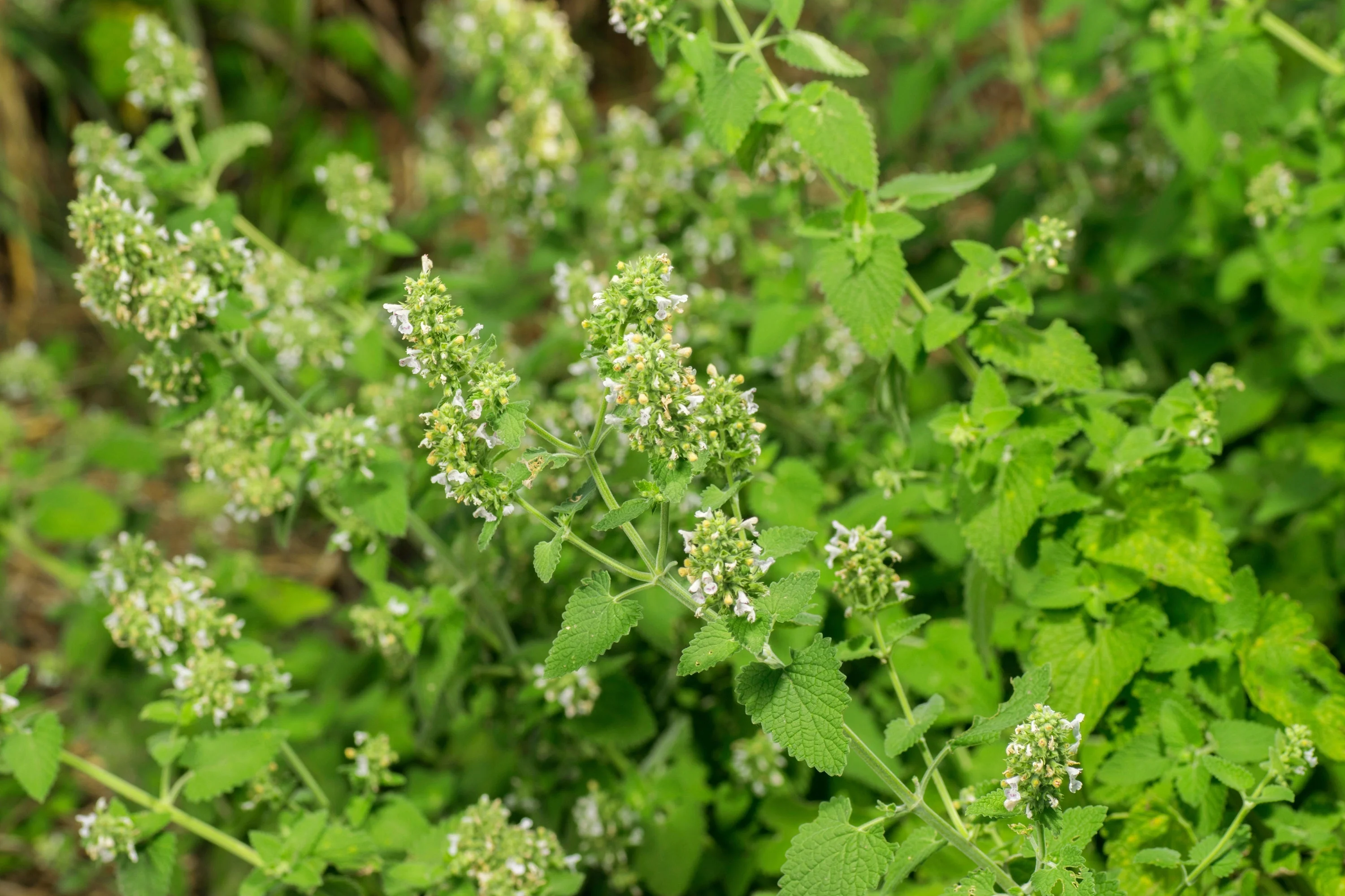200 Lemon LEMONY CATNIP Nepeta Cataria Citriodora Herb Flower Seeds - Image 7