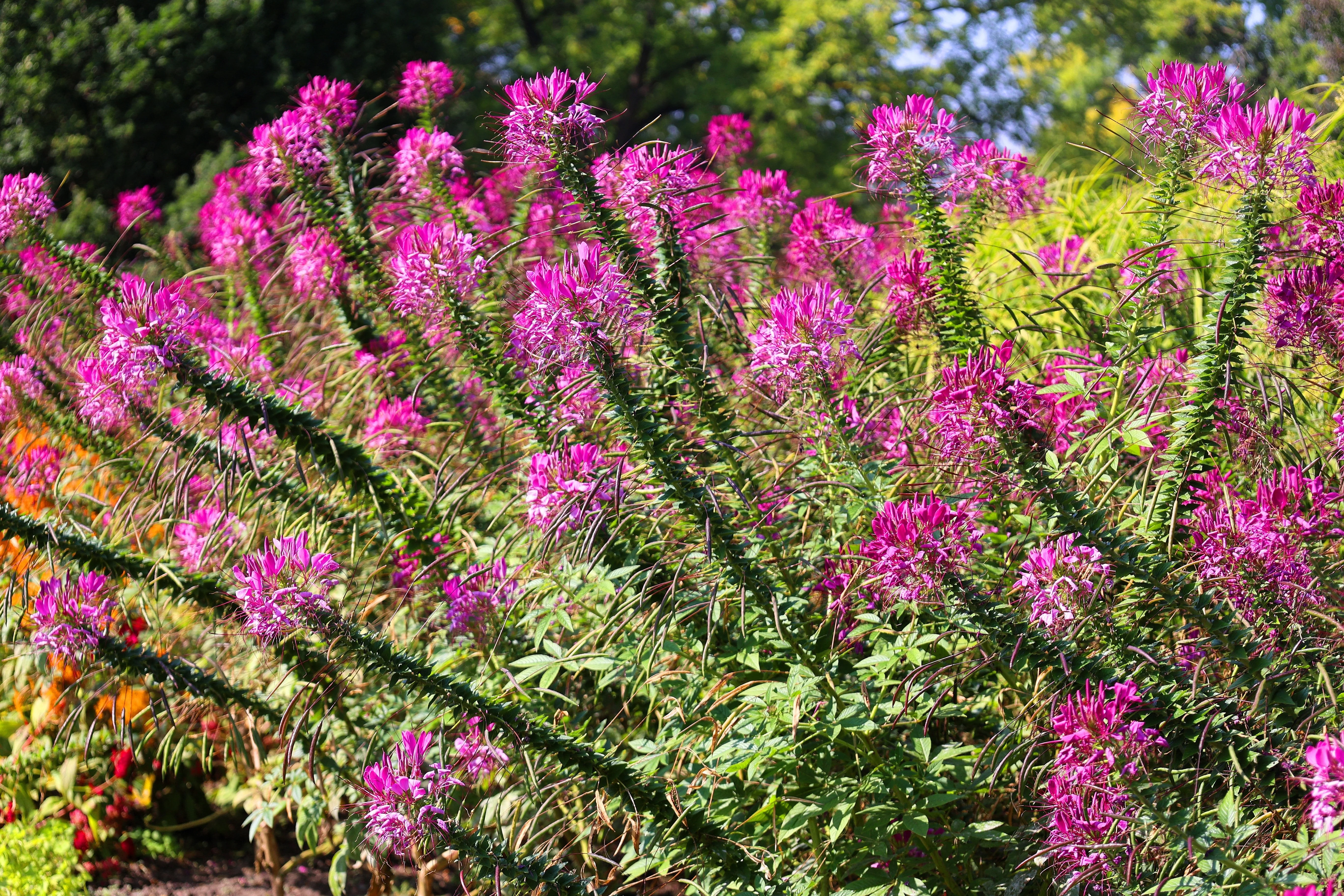 200 MAUVE QUEEN CLEOME Spinosa Hassleriana Purple Pink Spider Flower Seeds - Image 12