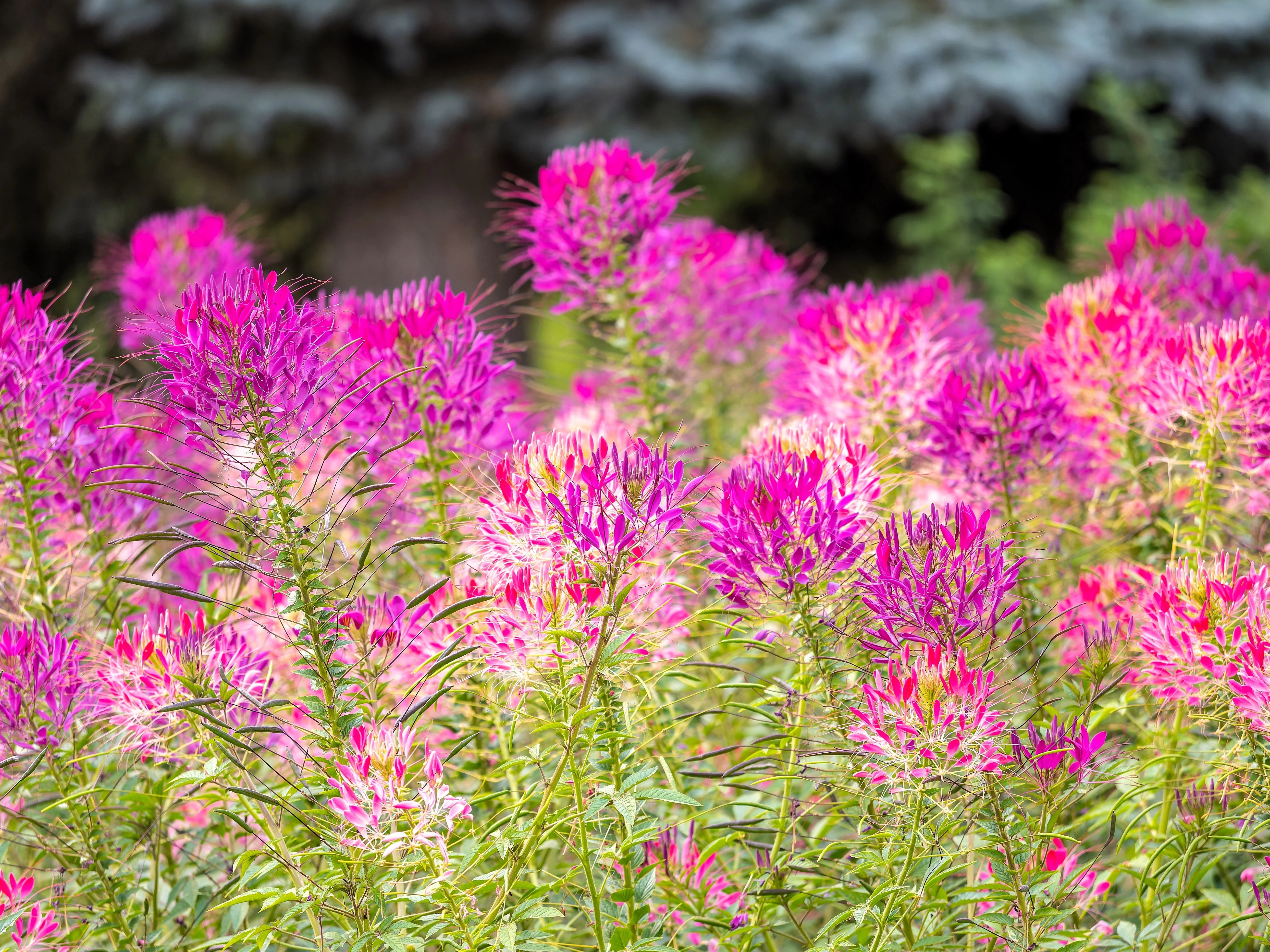 200 MAUVE QUEEN CLEOME Spinosa Hassleriana Purple Pink Spider Flower Seeds - Image 9