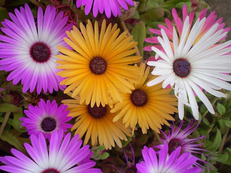 200 MIXED Colors ICE PLANT ( Mesembryanthemum Daisy / Livingstone Daisy ) Dorotheanthus Bellidiformis Flower Seeds - Image 2