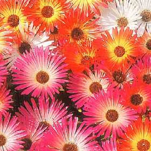 200 MIXED Colors ICE PLANT ( Mesembryanthemum Daisy / Livingstone Daisy ) Dorotheanthus Bellidiformis Flower Seeds - Image 3