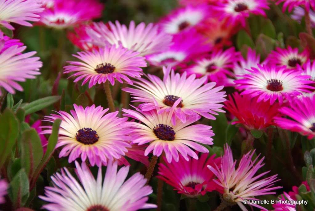 200 MIXED Colors ICE PLANT ( Mesembryanthemum Daisy / Livingstone Daisy ) Dorotheanthus Bellidiformis Flower Seeds - Image 4