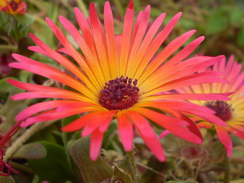 200 MIXED Colors ICE PLANT ( Mesembryanthemum Daisy / Livingstone Daisy ) Dorotheanthus Bellidiformis Flower Seeds - Image 5