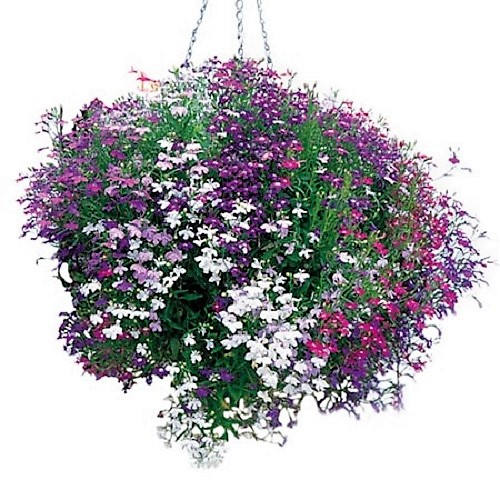 200 MIXED COLORS LOBELIA Regatta Lobelia Erinus Flower Seeds - Image 2