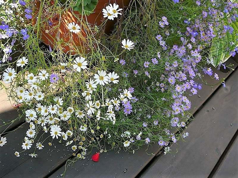 200 Mixed Colors SWAN RIVER DAISY Brachyscome Iberidifolia Flower Seeds - Image 7
