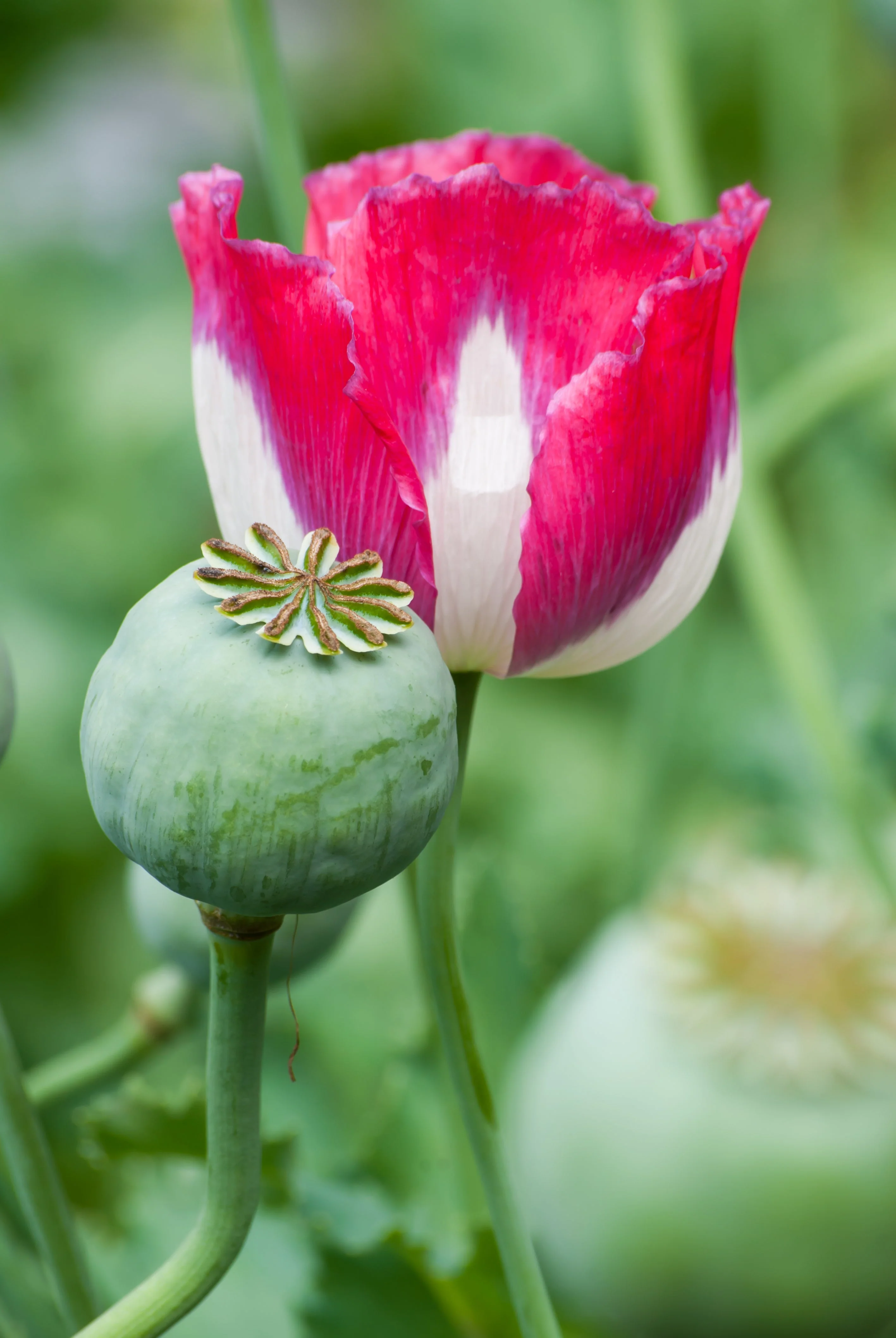 200 Organic AMPHORA POPPY Pink & White Papaver Somniferum Flower Seeds - Image 6