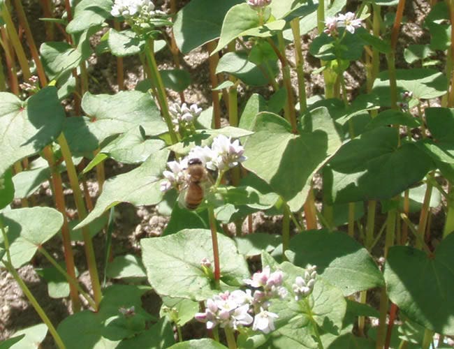 200 Organic BUCKWHEAT Fagopyrum Esculentum Grain Cover Crop Ground Cover Flower Vegetable Seeds - Image 5