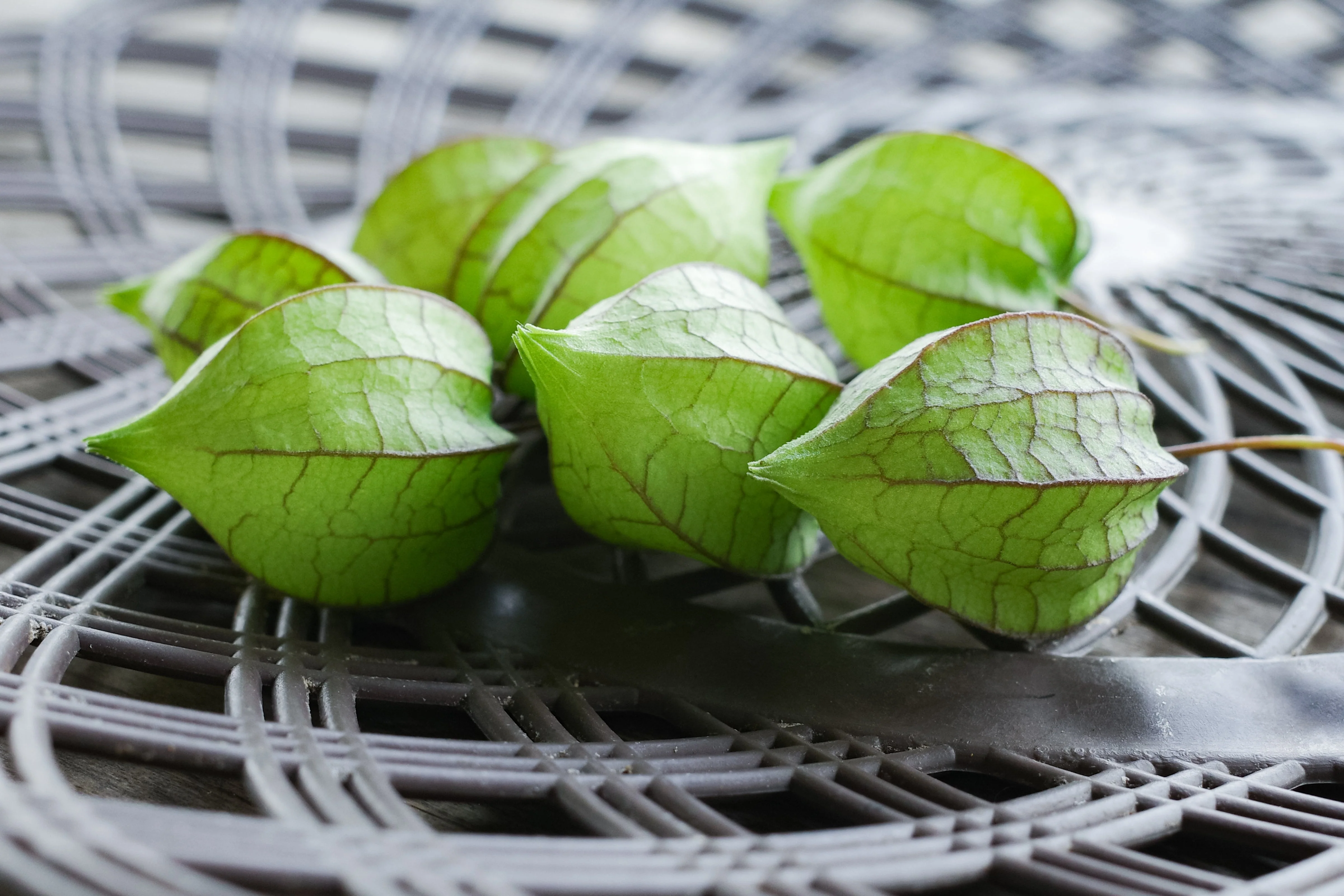 200 Organic GROUND CHERRY Physalis Pruinosa ( Golden Strawberry / Chinese Lantern ) Vegetable Seeds - Image 8