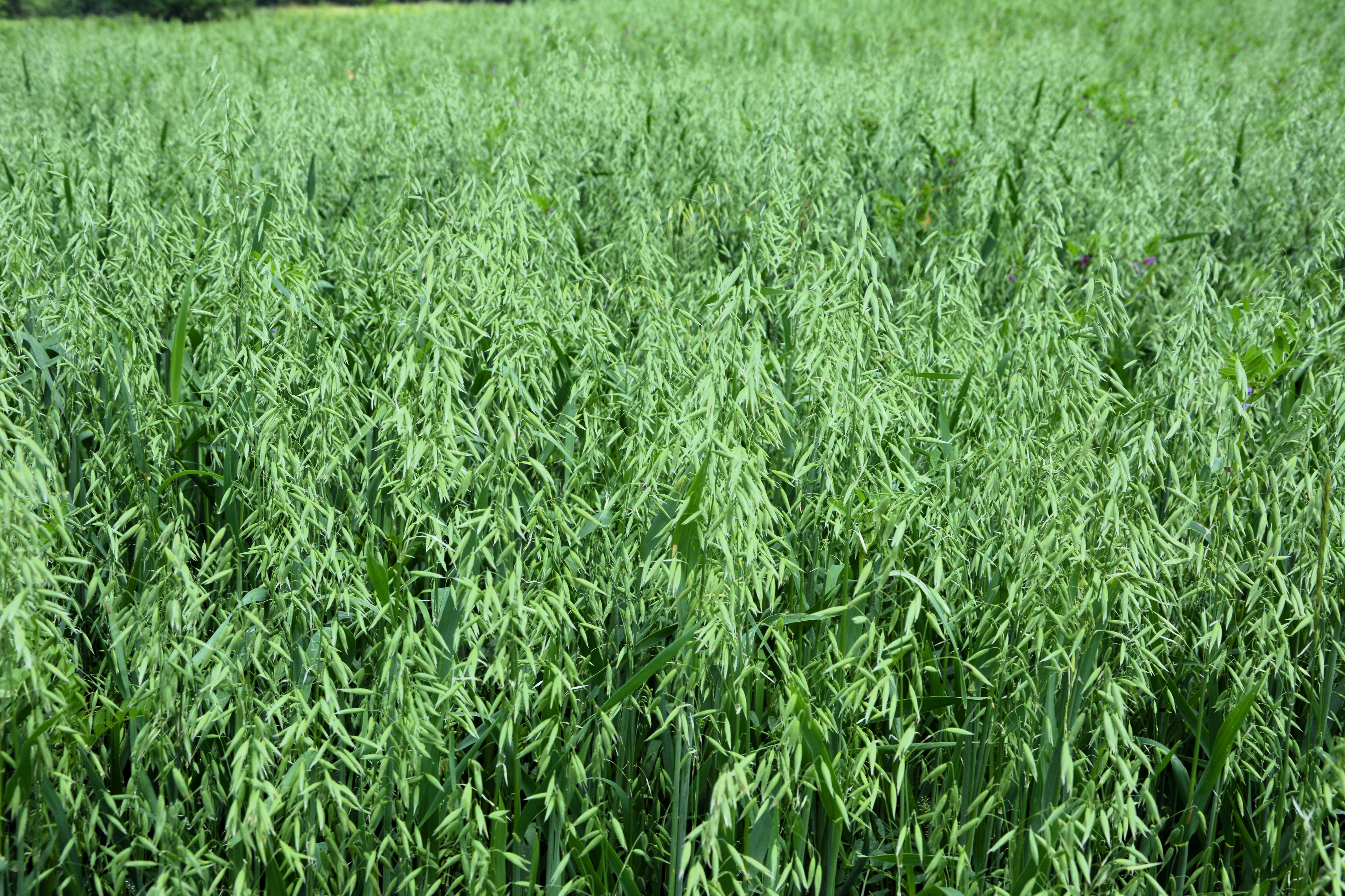 200 ORGANIC OAT Oats Avena Sativa Grain Vegetable Seeds - Image 5