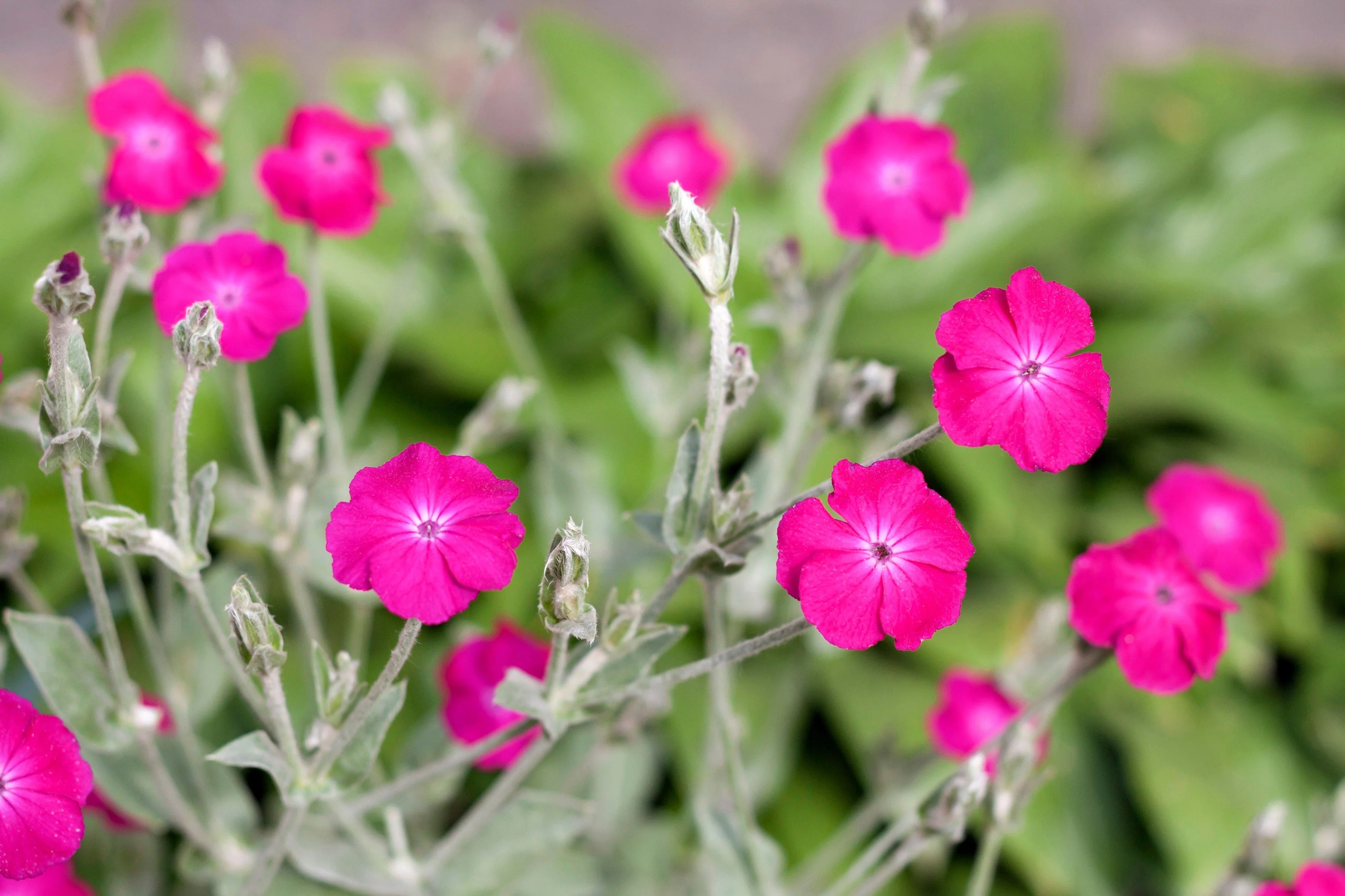 200 Organic ROSE CAMPION Magenta Silver Catchfly Lychnis Silene Coronaria Flower Seeds - Image 4