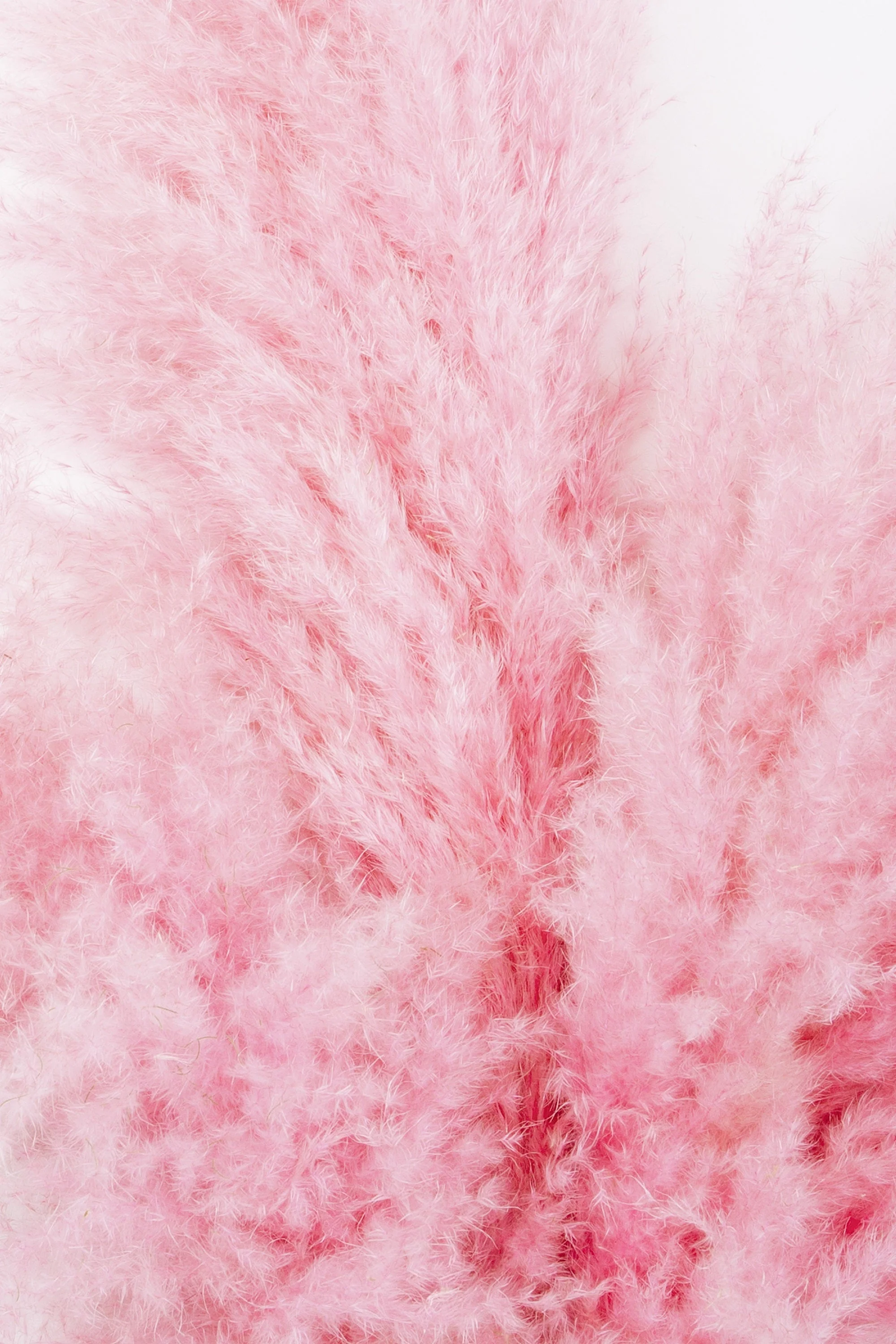 200 Ornamental PINK PAMPAS GRASS Cortaderia Selloana Rosea Seeds - Image 10