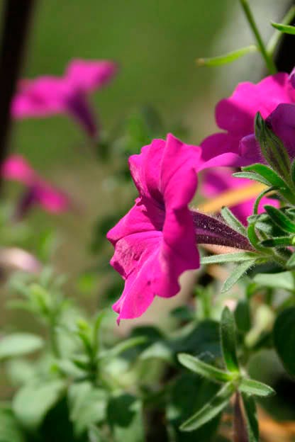 200 Pink LAURA BUSH PETUNIA Violacea Perennial Frilled Trumpet Flower Seeds - Image 4