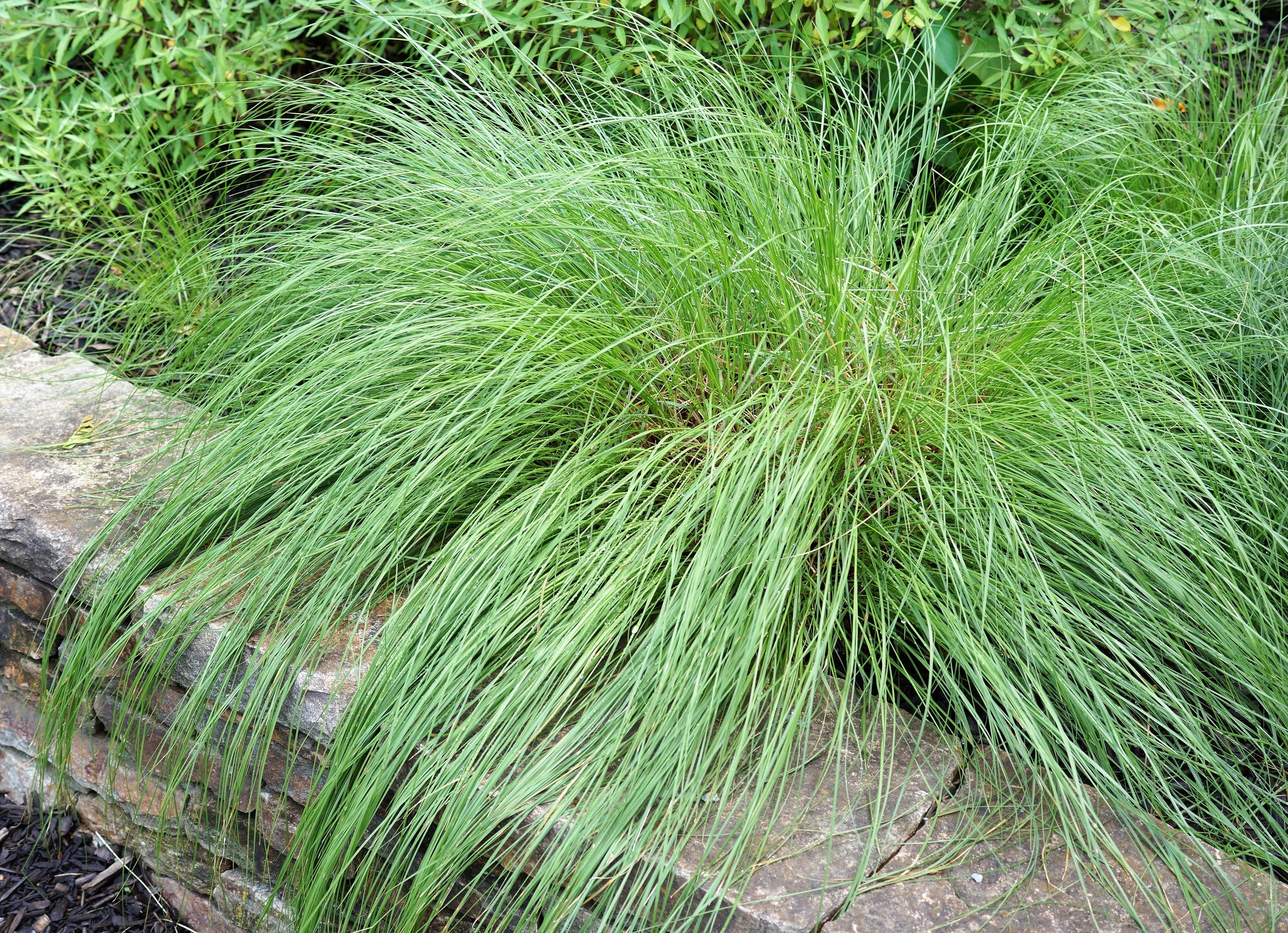 200 PRAIRIE DROPSEED Ornamental Native Grass Sporobolus Heterolepis Seeds - Image 4