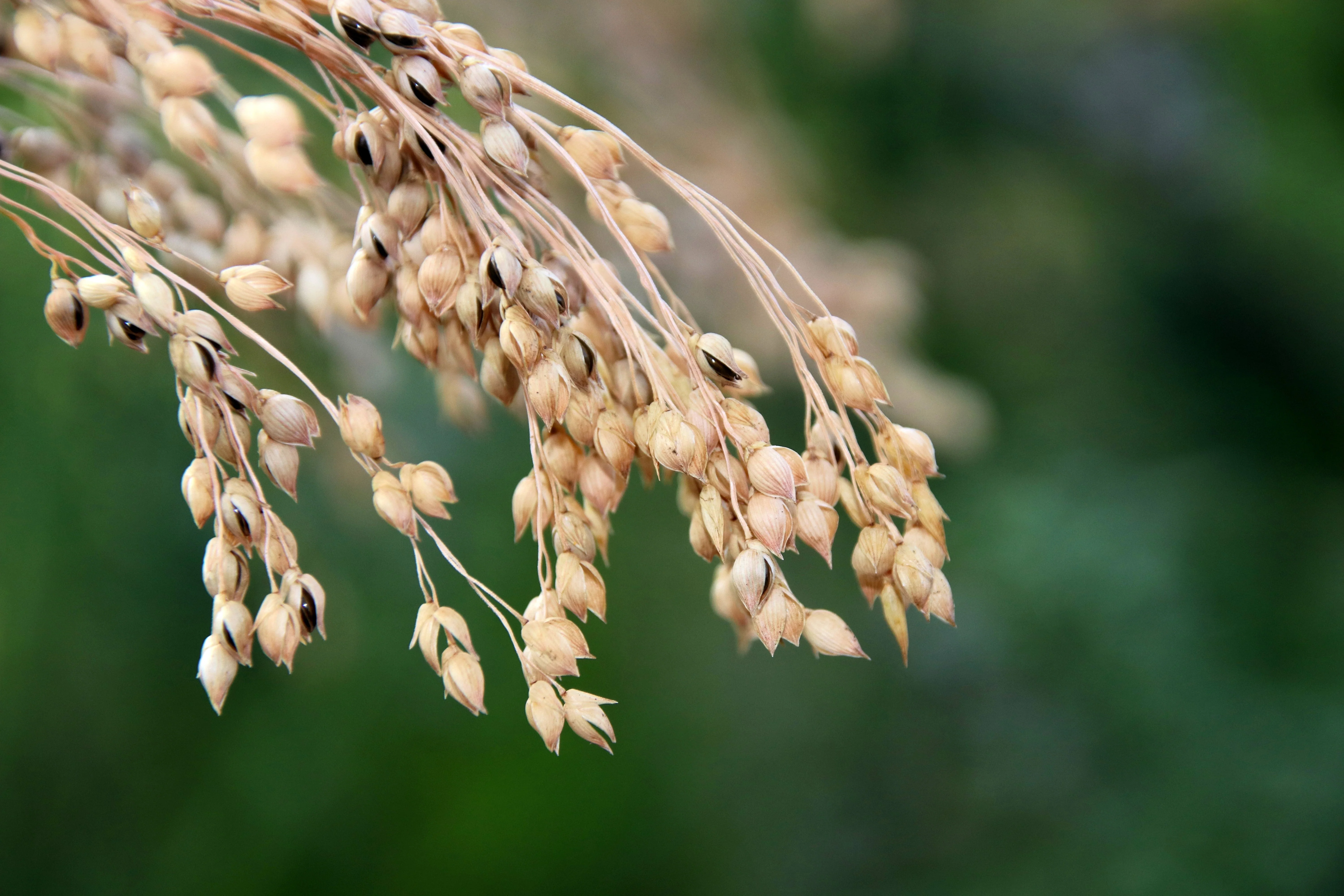 200 PROSO MILLET White Common Panicum Miliaceum Ornamental Grass Vegetable Seeds - Image 2