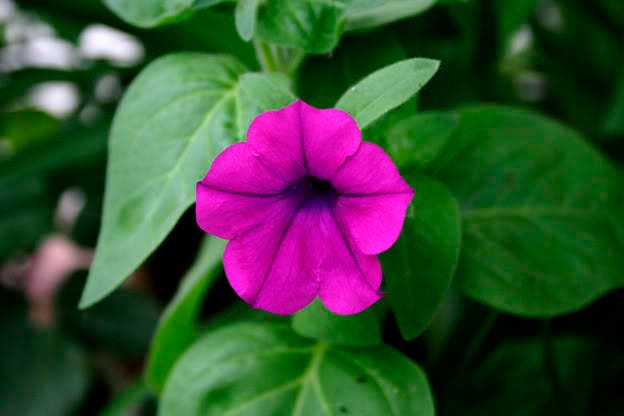 200 Purple LAURA BUSH PETUNIA Violacea Violet Perennial Trumpet Flower Seeds - Image 2